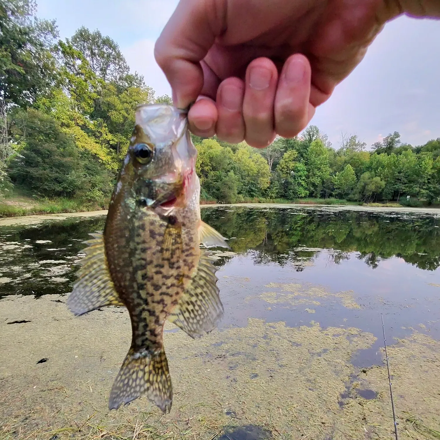 Black crappie caught on Fishbrain