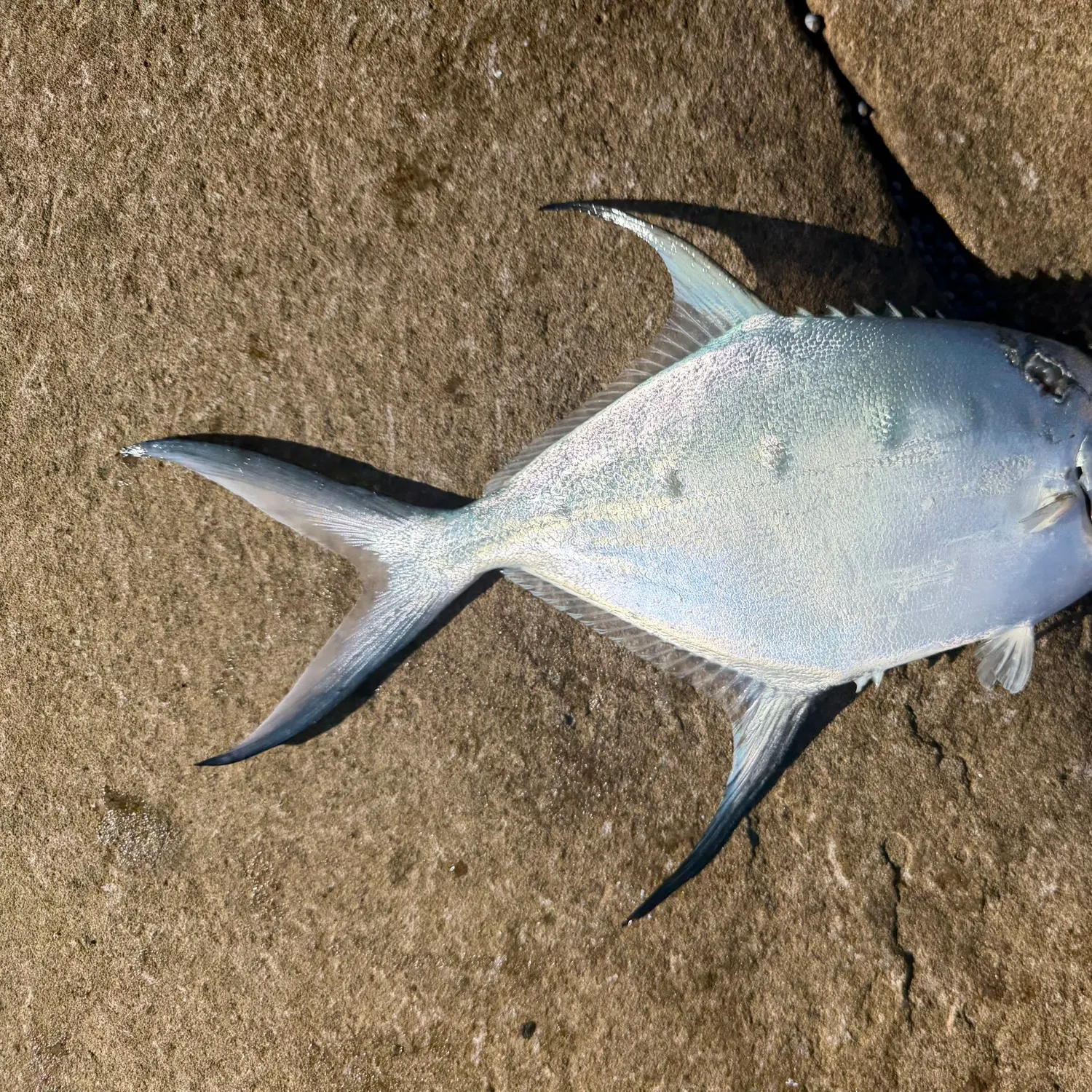 The most recent Swallowtail dart catches on Fishbrain