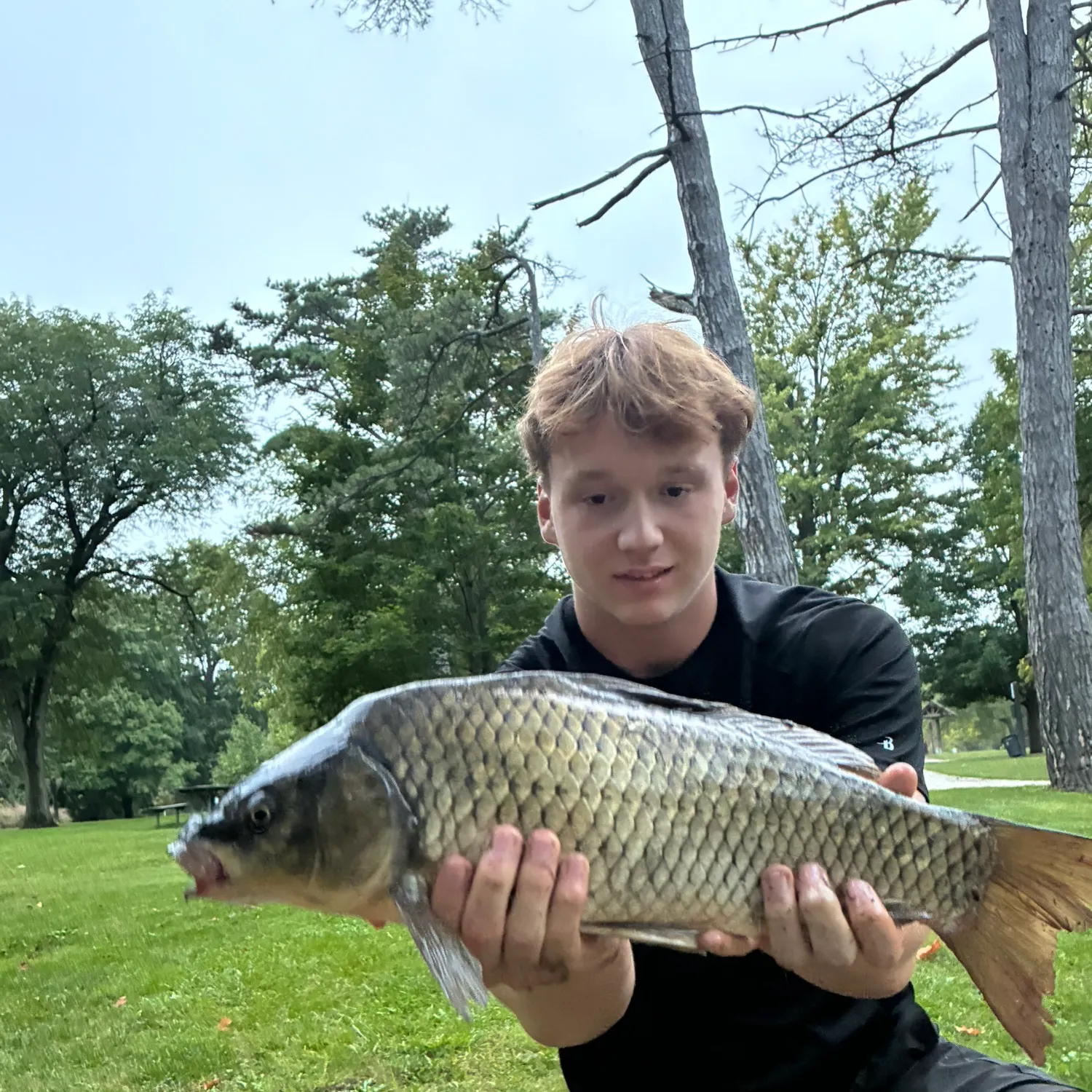 Common carp caught on Fishbrain