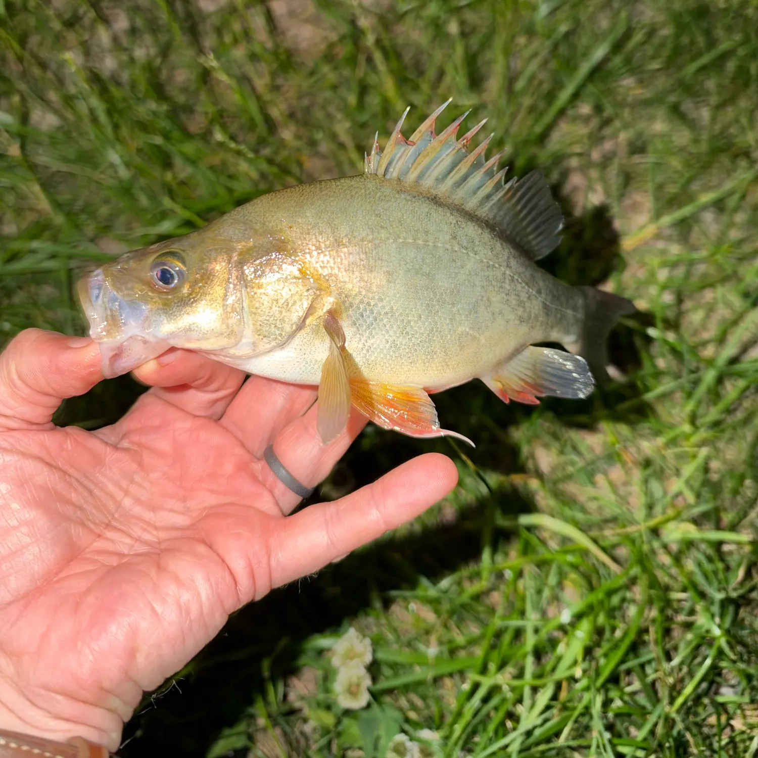 The most recent Golden perch catches on Fishbrain