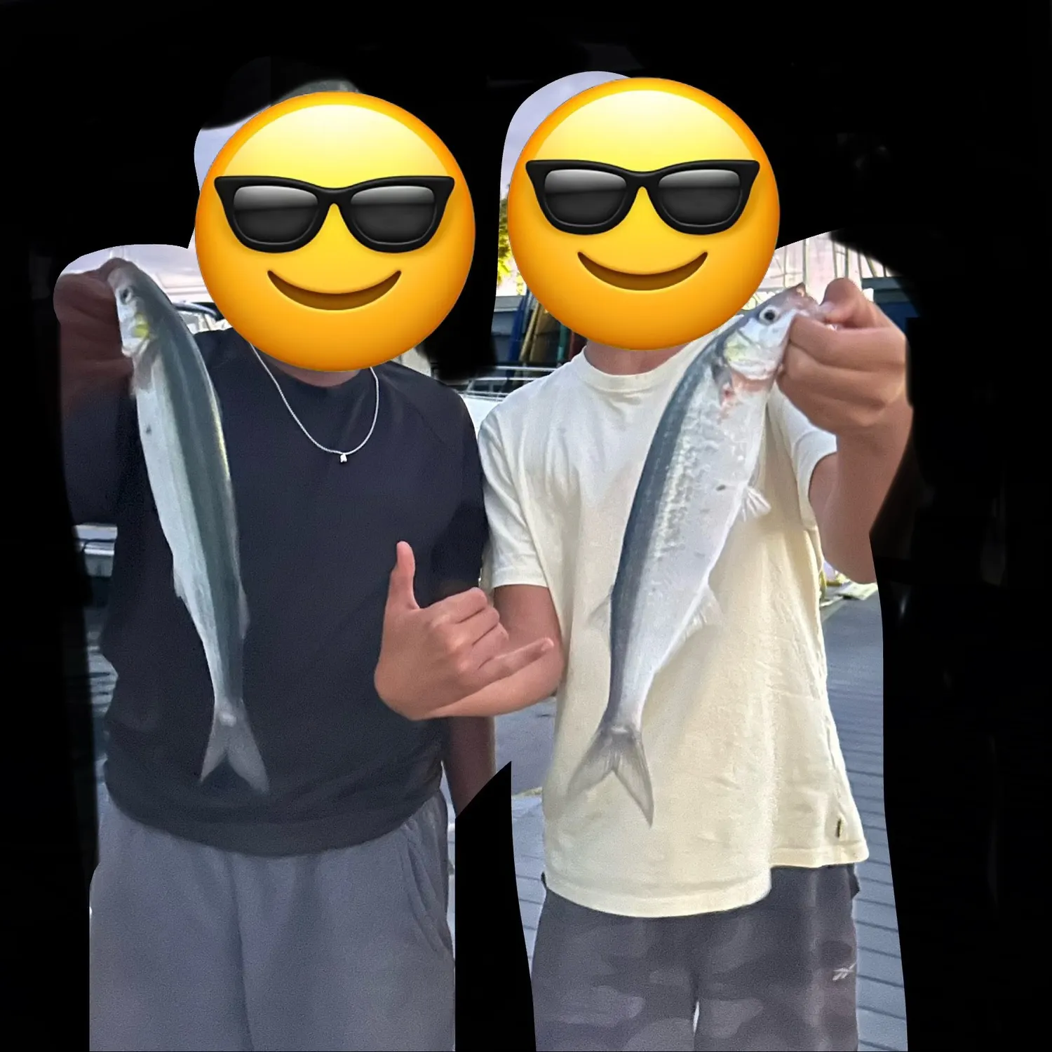 Jack silverside caught on Fishbrain