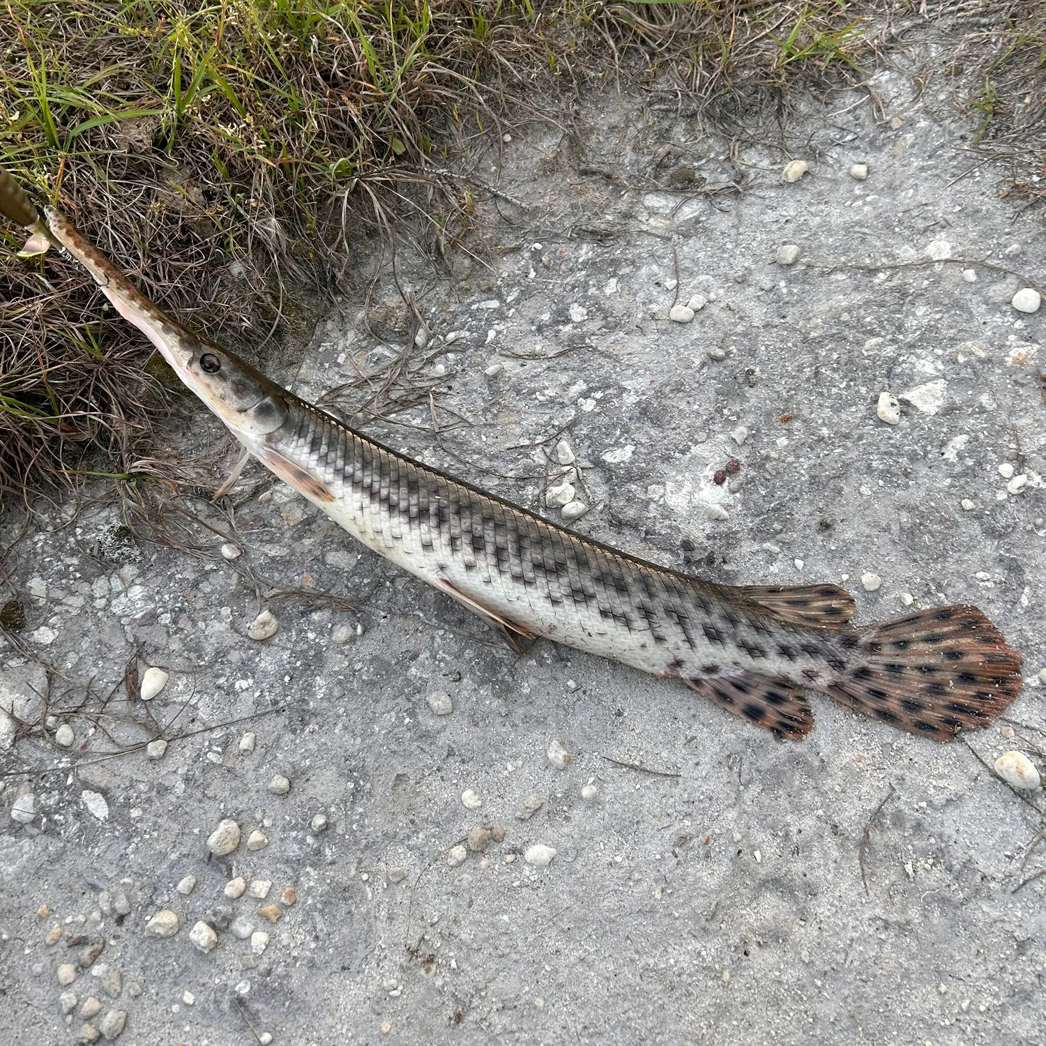 The most recent Spotted gar catches on Fishbrain