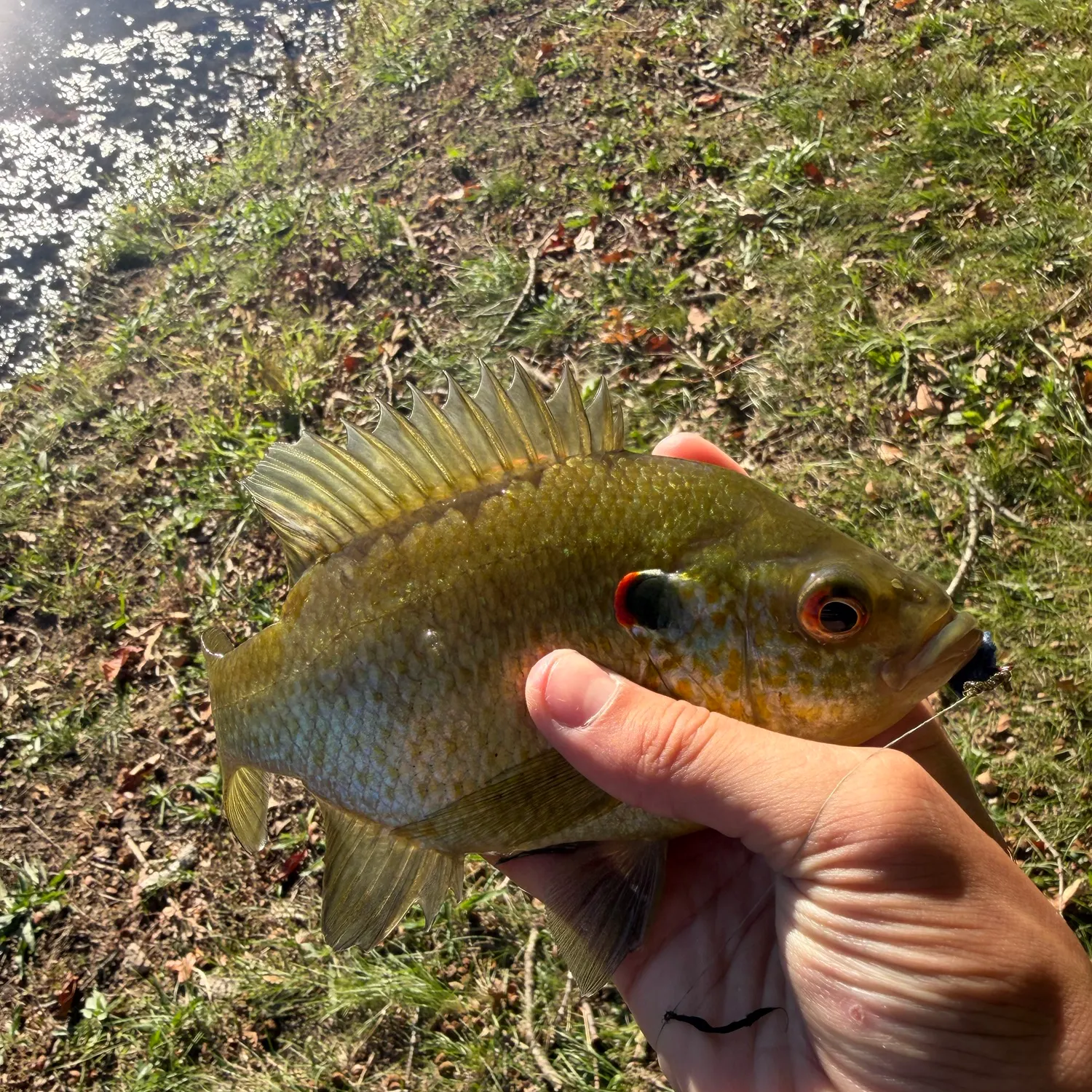 Redear sunfish caught on Fishbrain