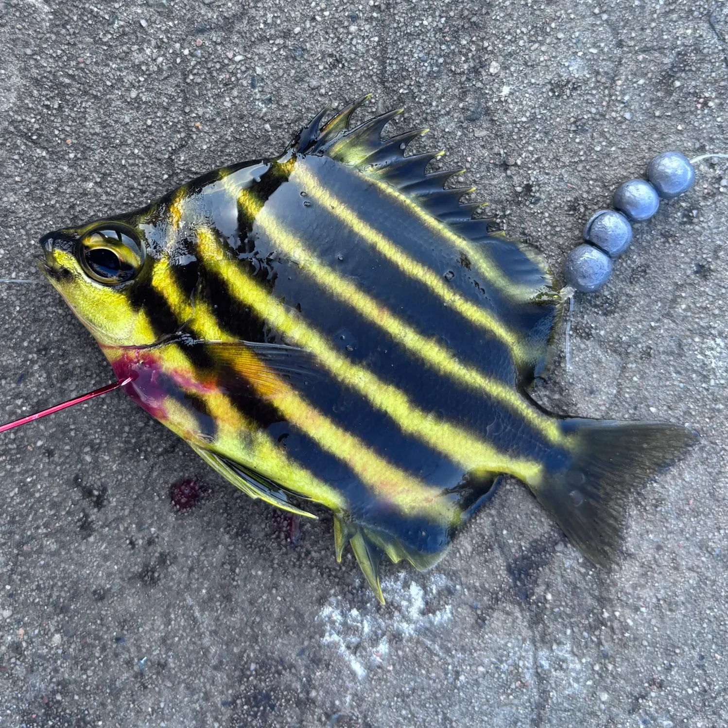 The most recent Stripey catches on Fishbrain