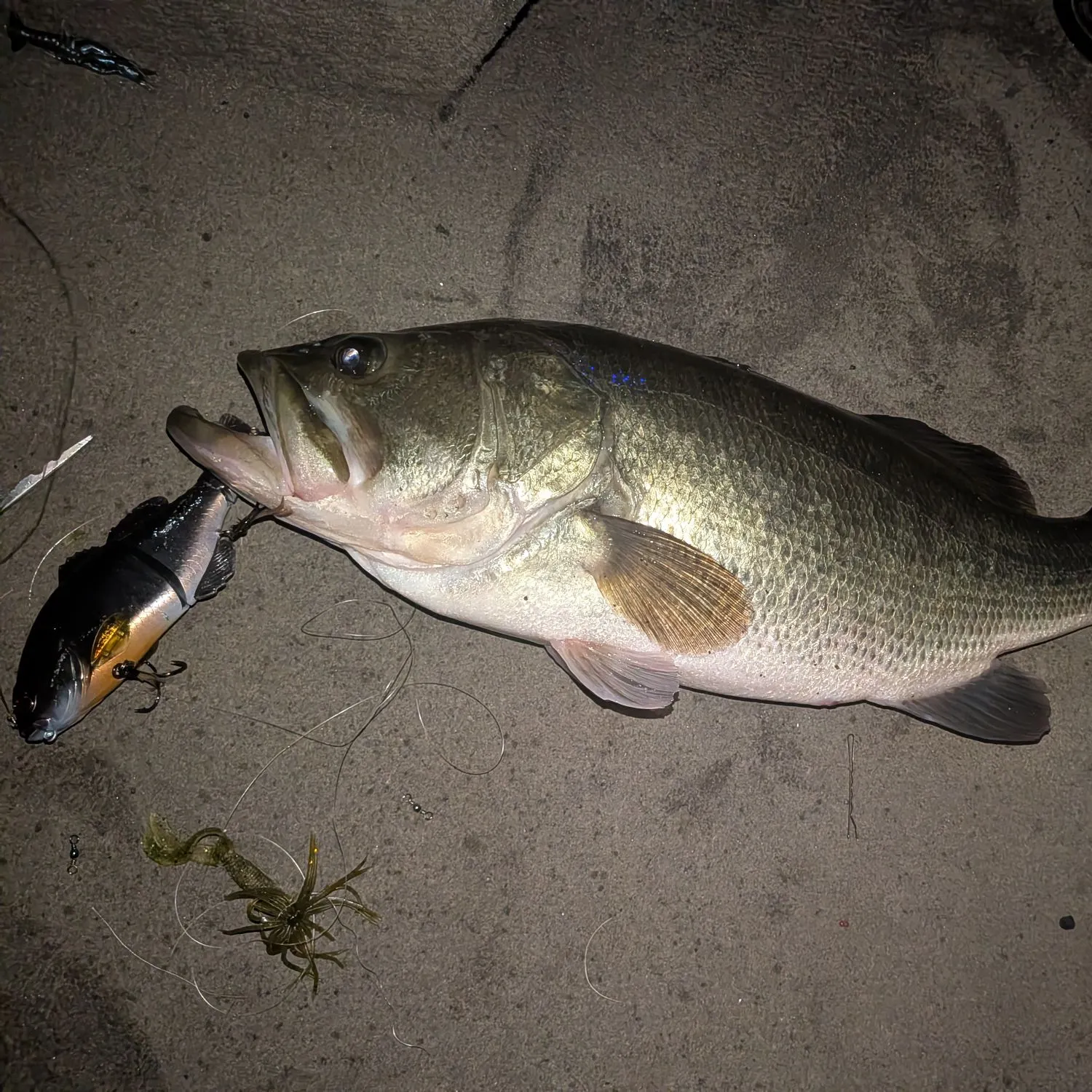 Largemouth bass caught on Fishbrain