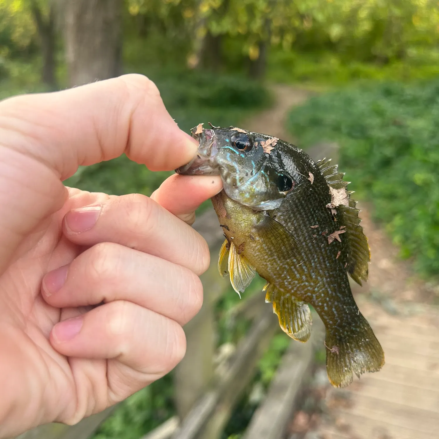 Green sunfish caught on Fishbrain