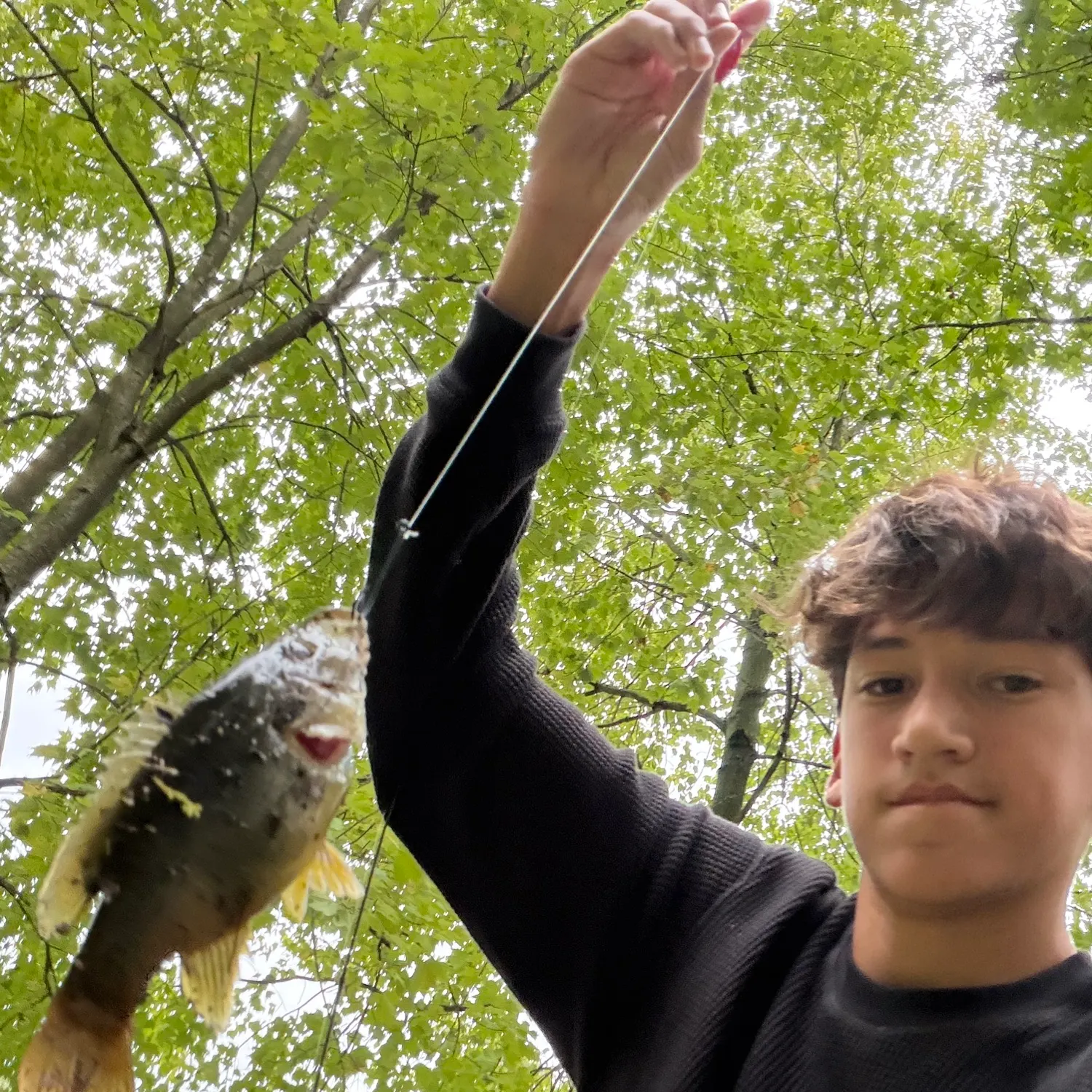 Green sunfish caught on Fishbrain