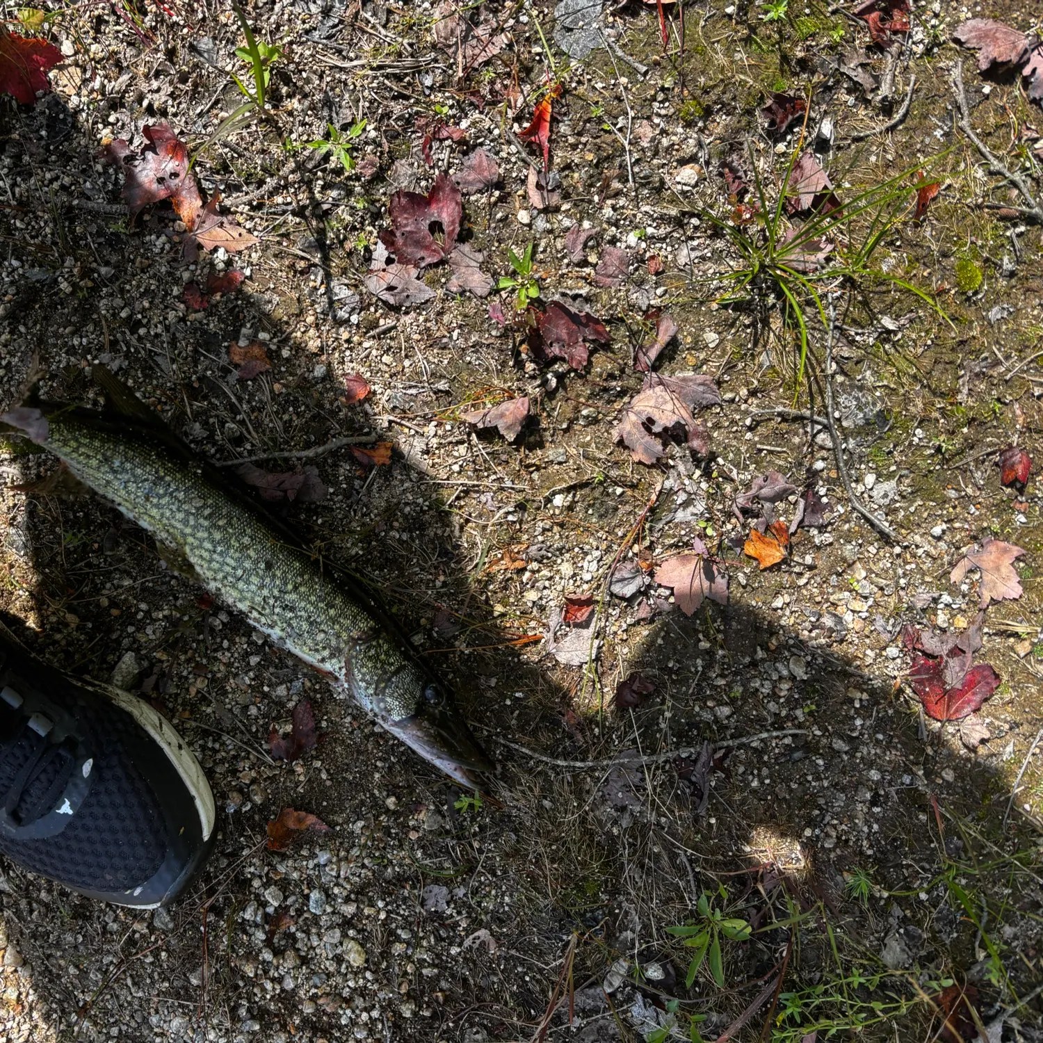 Chain pickerel caught on Fishbrain