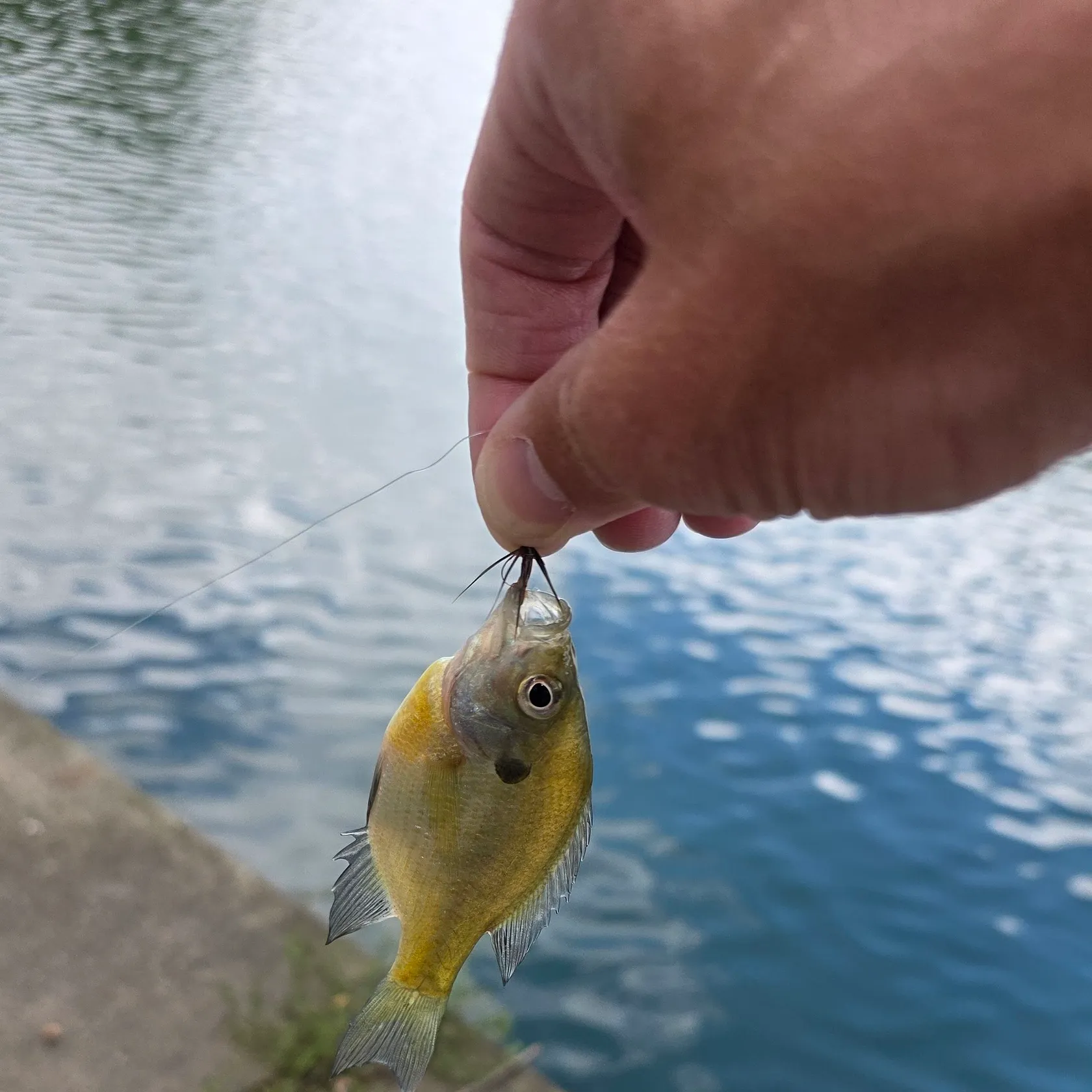 Bluegill caught on Fishbrain