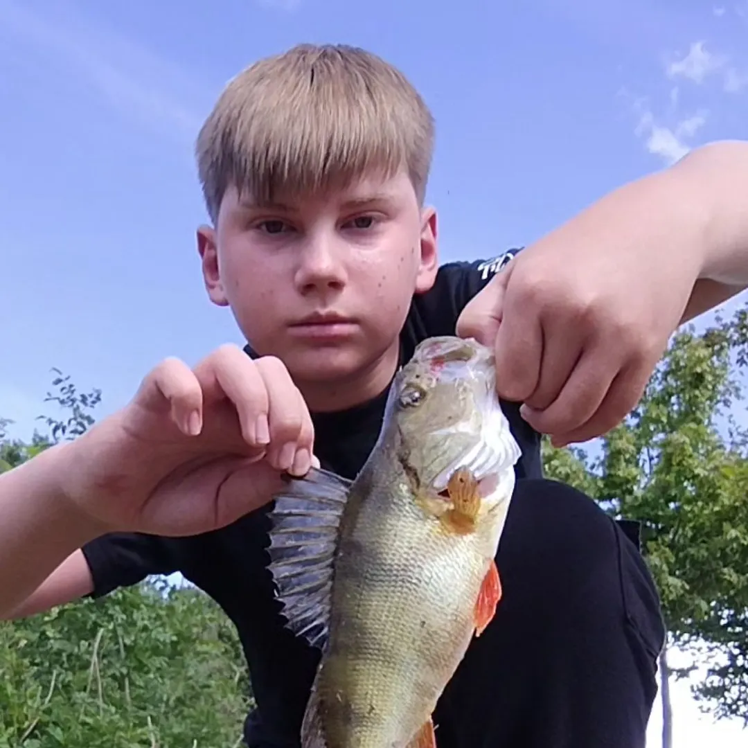 European perch caught on Fishbrain