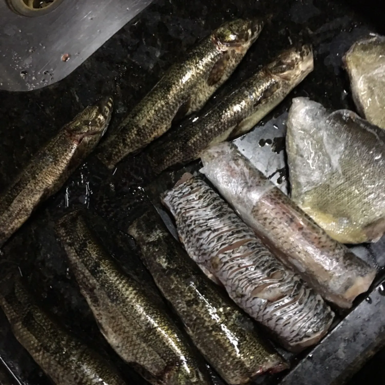 recently logged catches