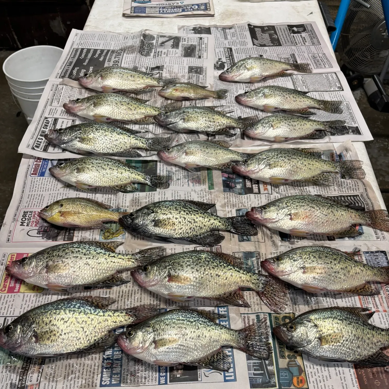 recently logged catches