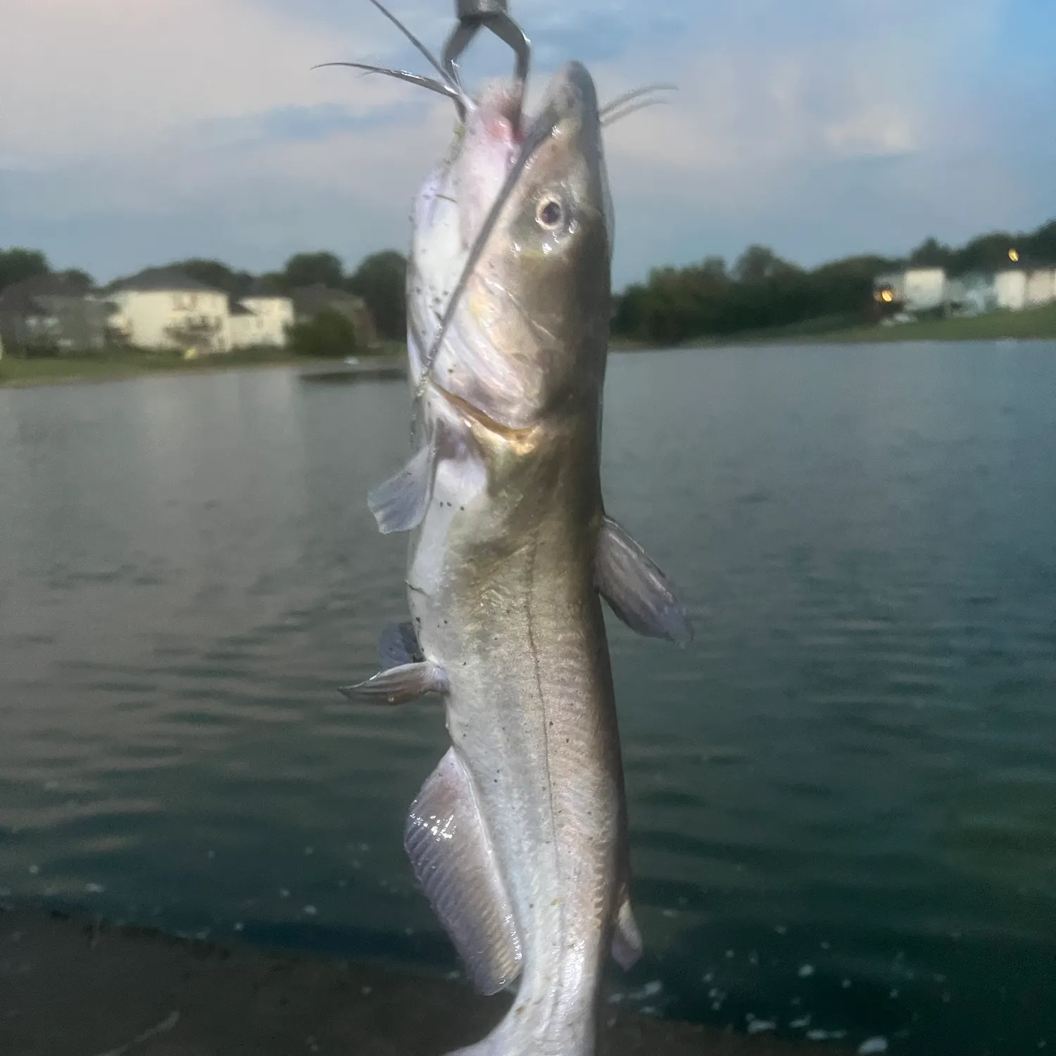 Channel catfish caught on Fishbrain
