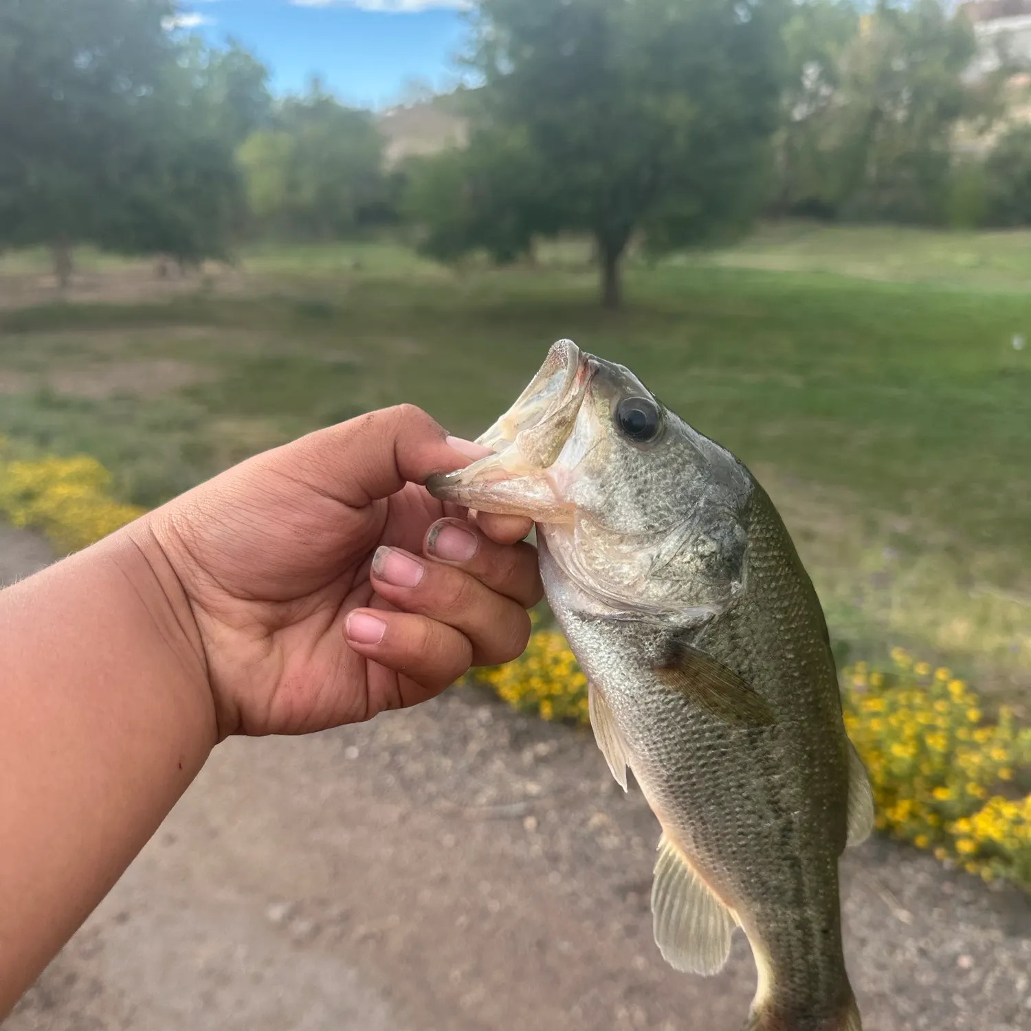 Largemouth bass caught on Fishbrain