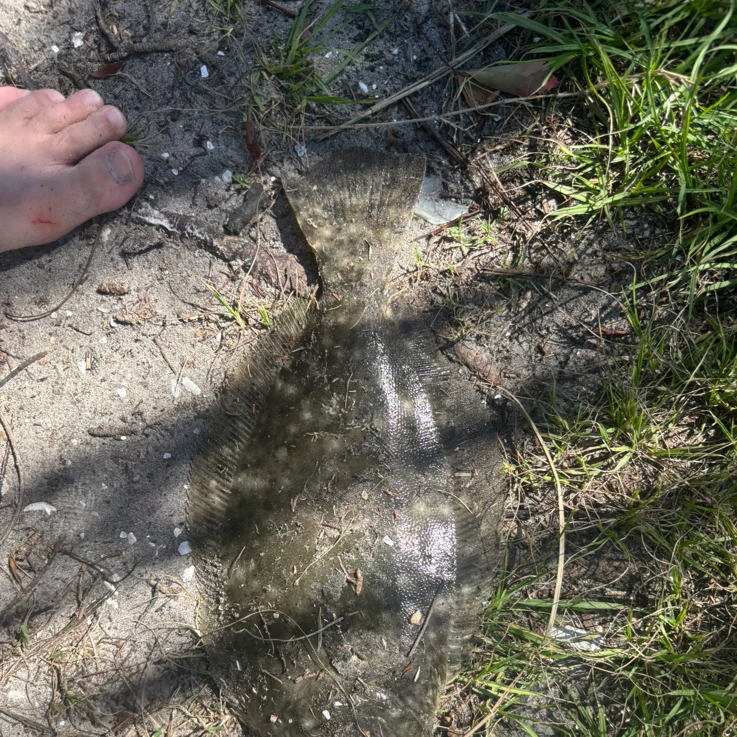Summer flounder caught on Fishbrain
