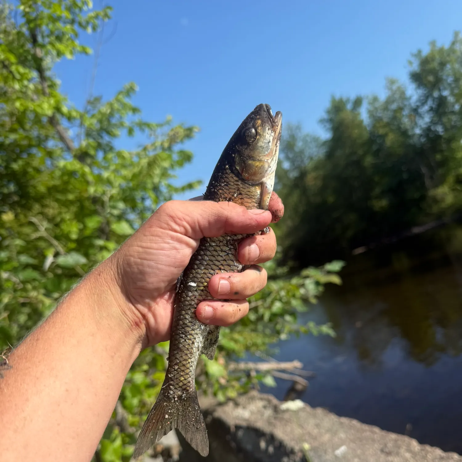 Fallfish caught on Fishbrain