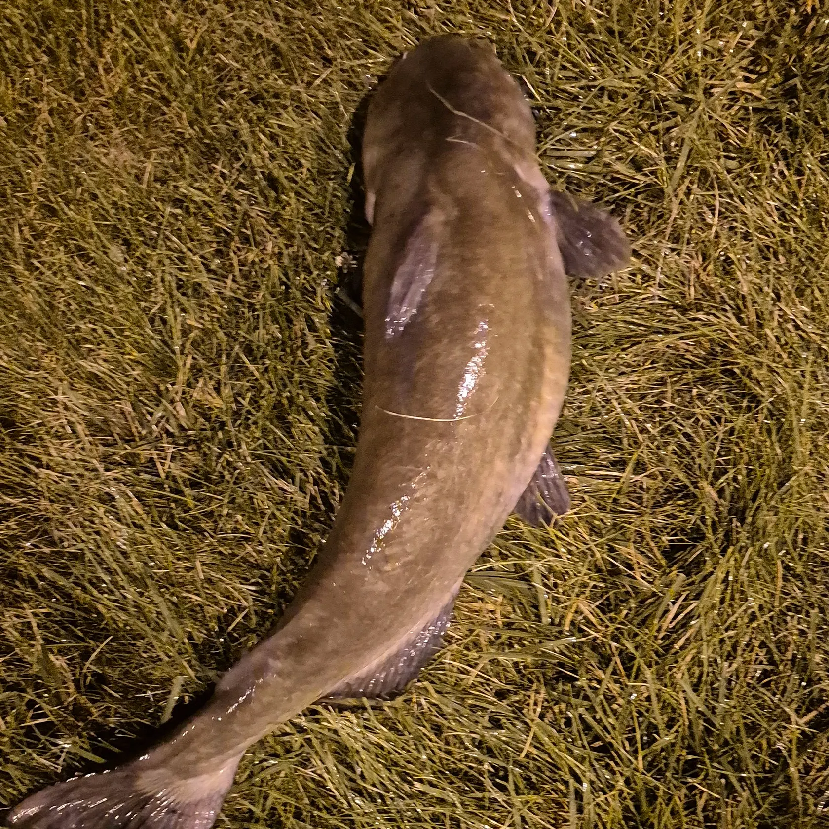 Channel catfish caught on Fishbrain