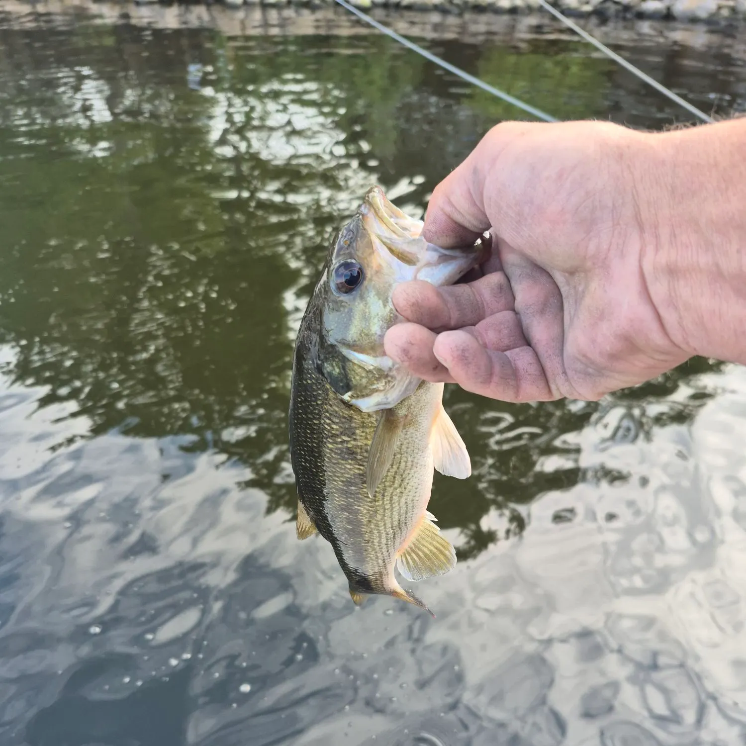 Spotted bass caught on Fishbrain