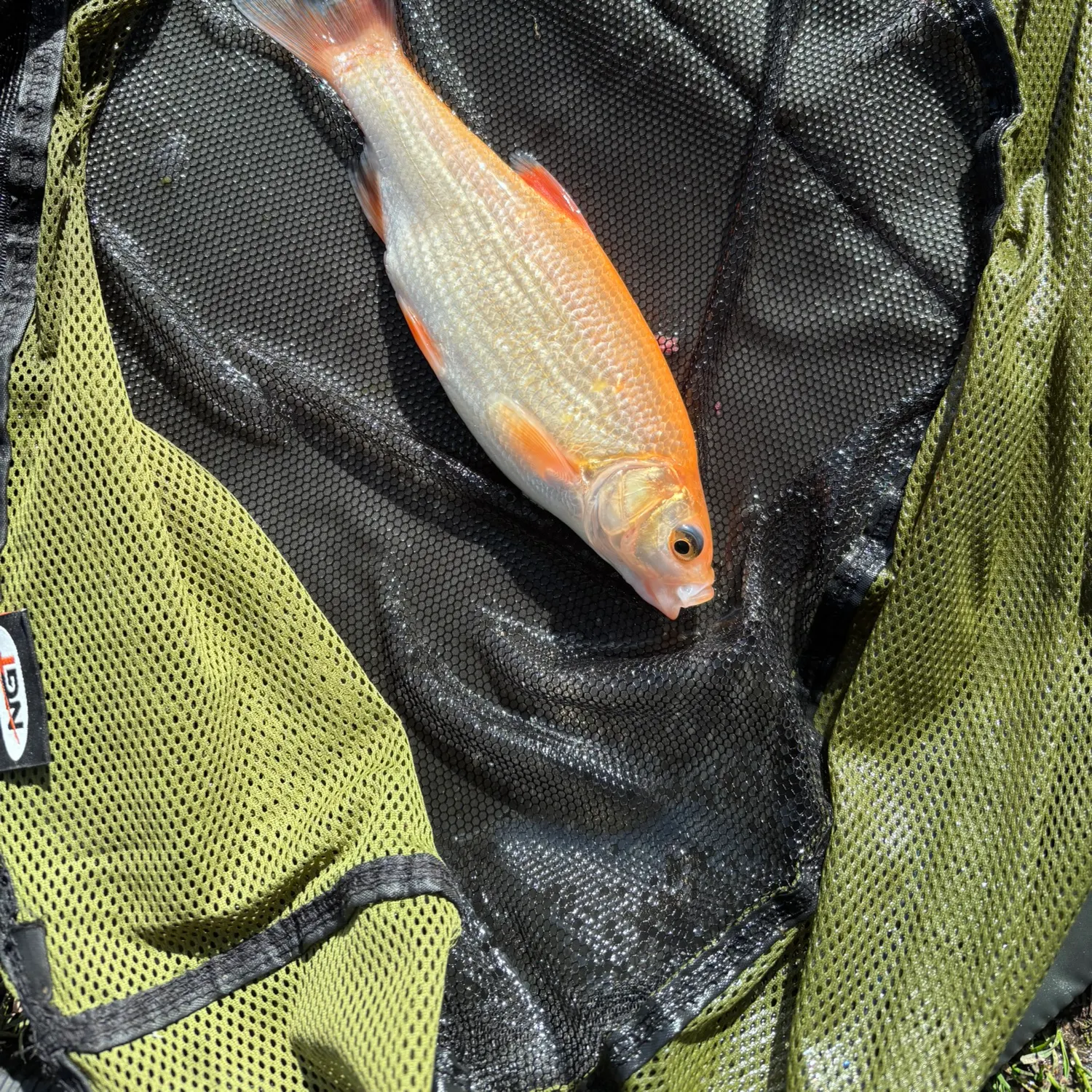 The most recent Ide catches on Fishbrain