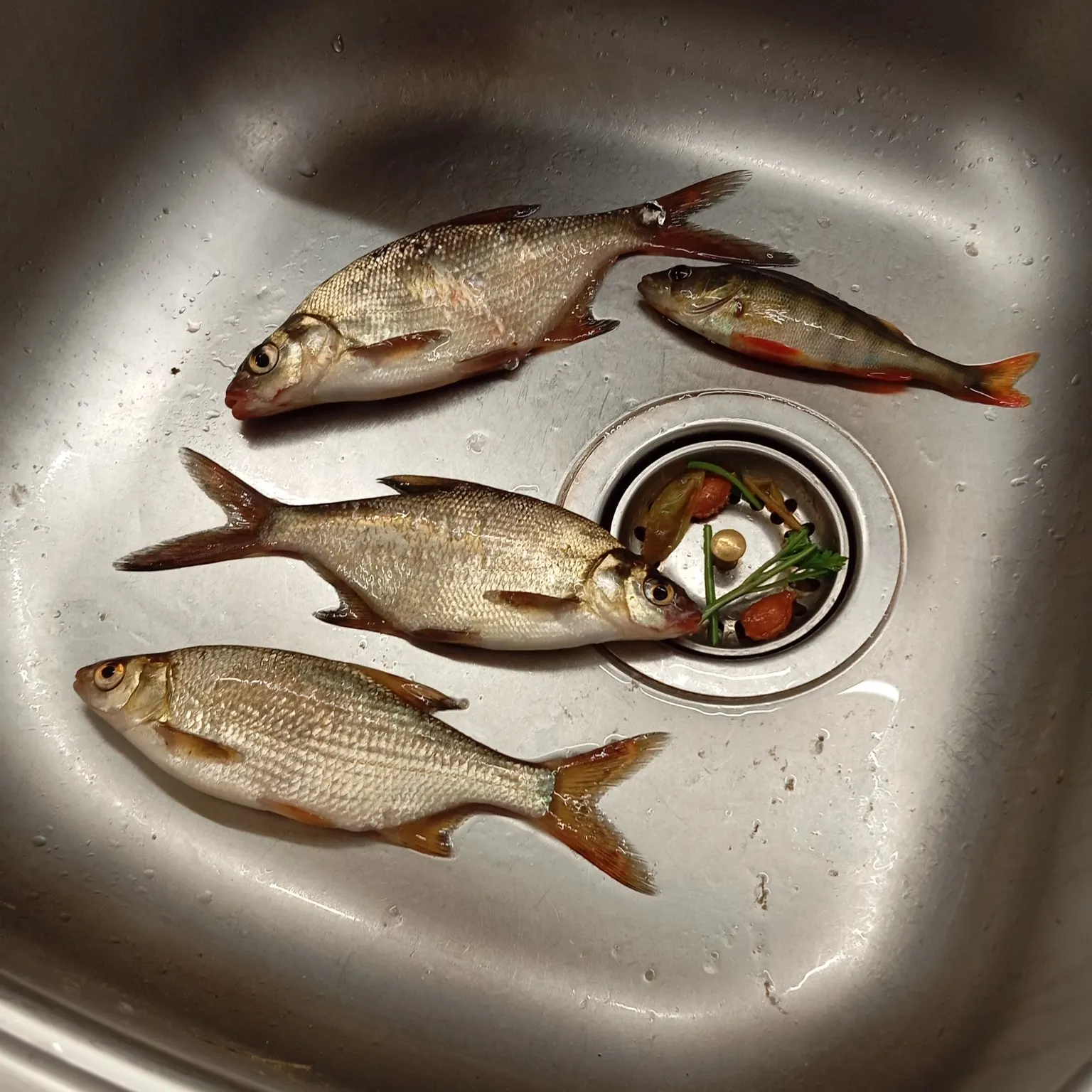 Northern pike caught on Fishbrain