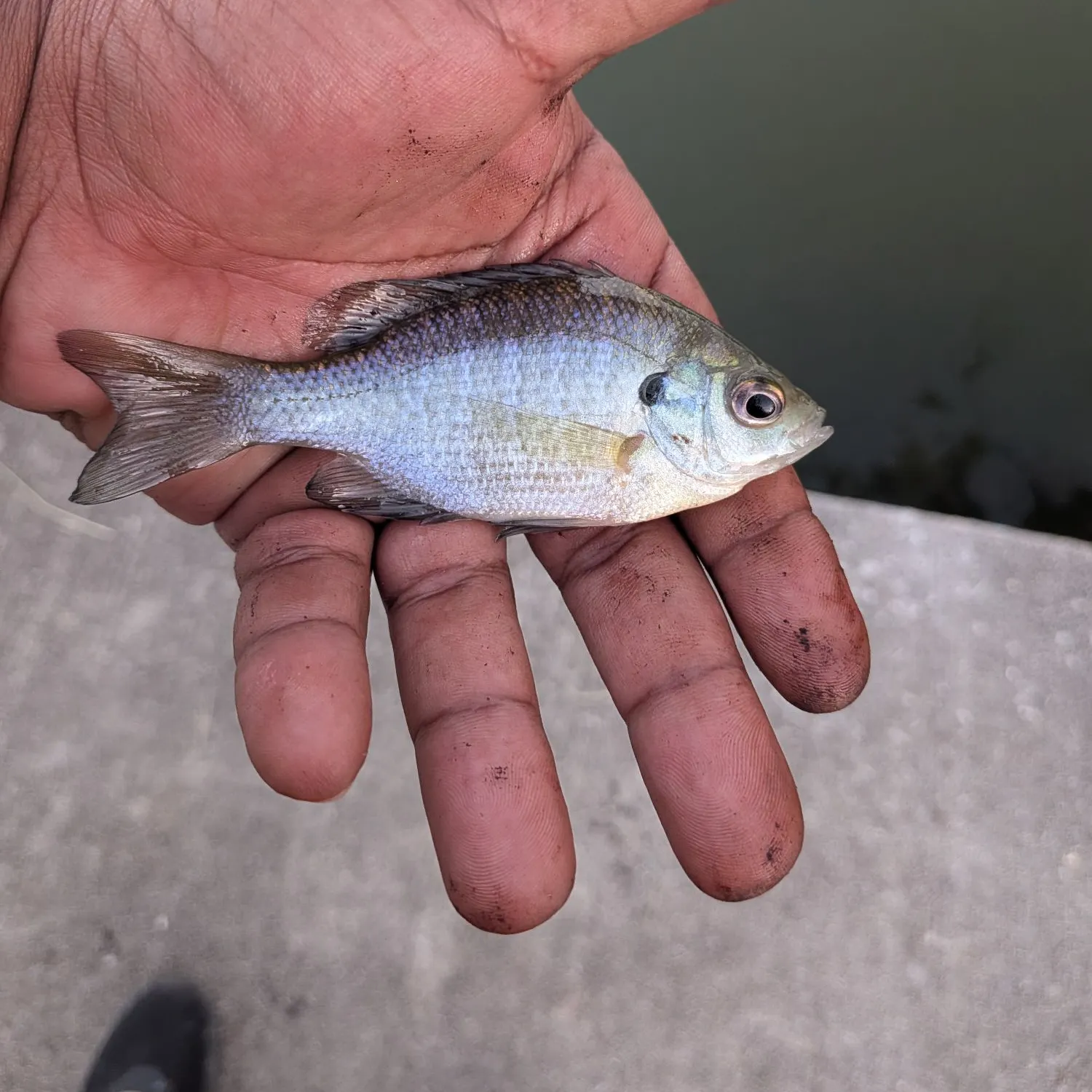 Bluegill caught on Fishbrain
