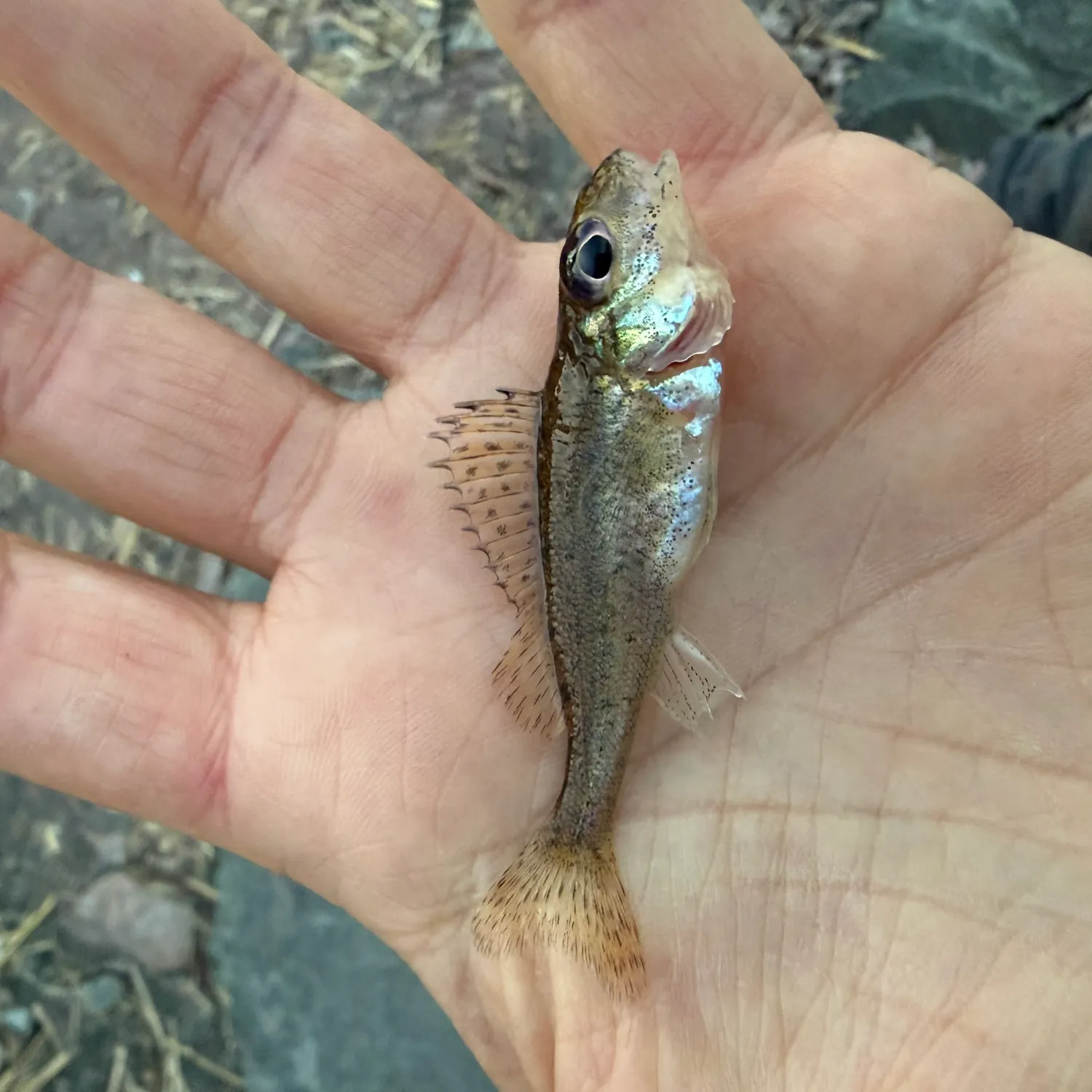 The most recent Eurasian ruffe catches on Fishbrain