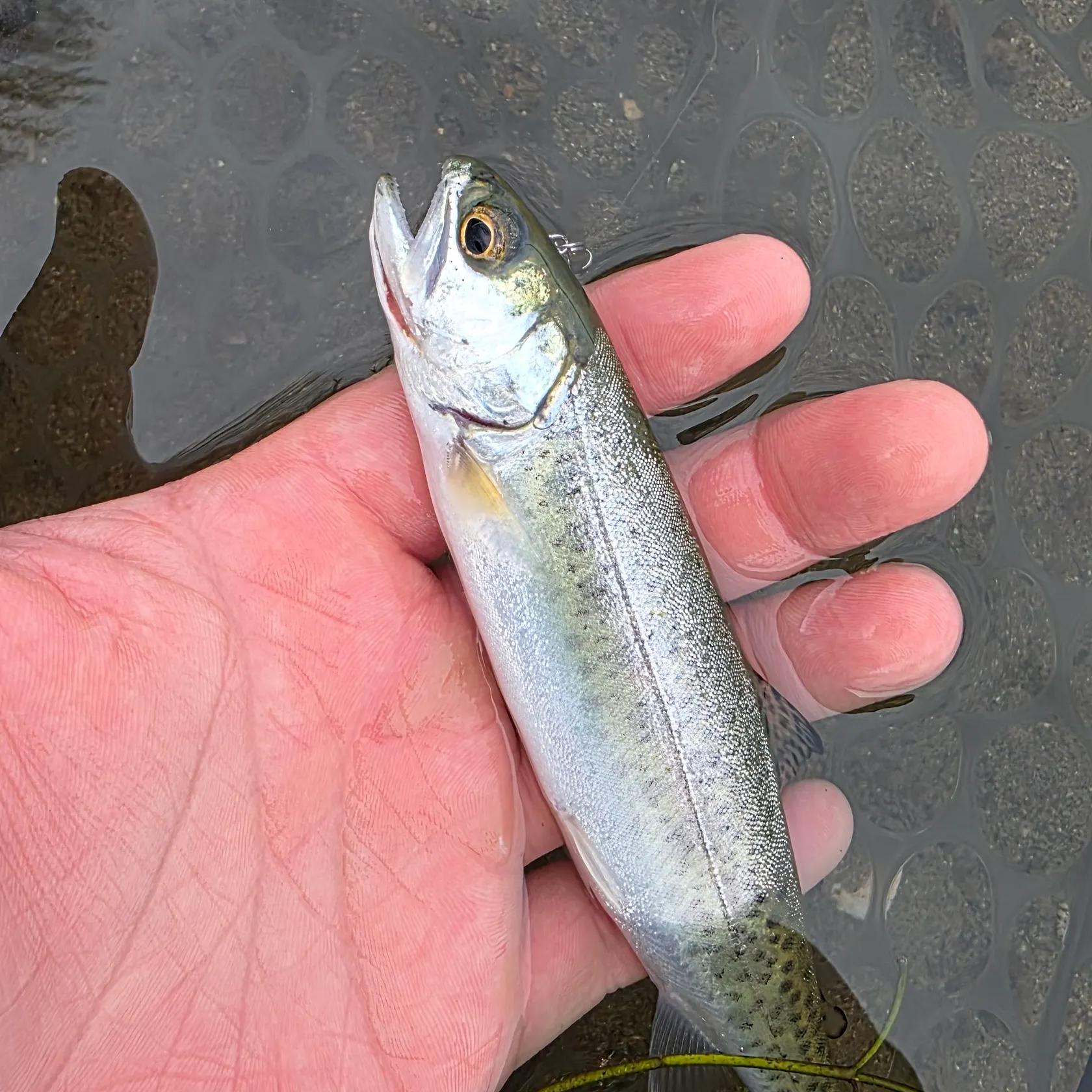 The most recent Coastal cutthroat trout catches on Fishbrain