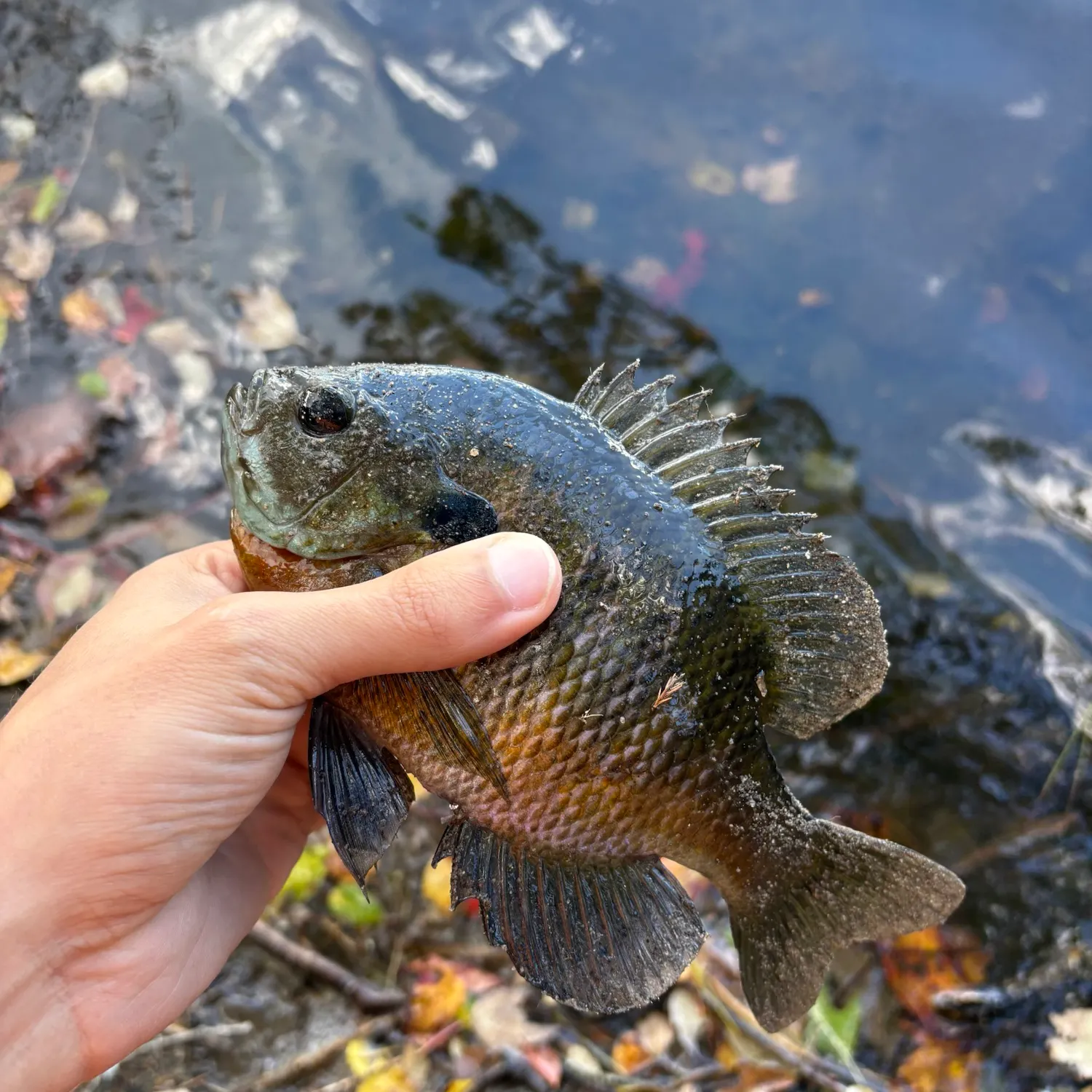 Bluegill caught on Fishbrain