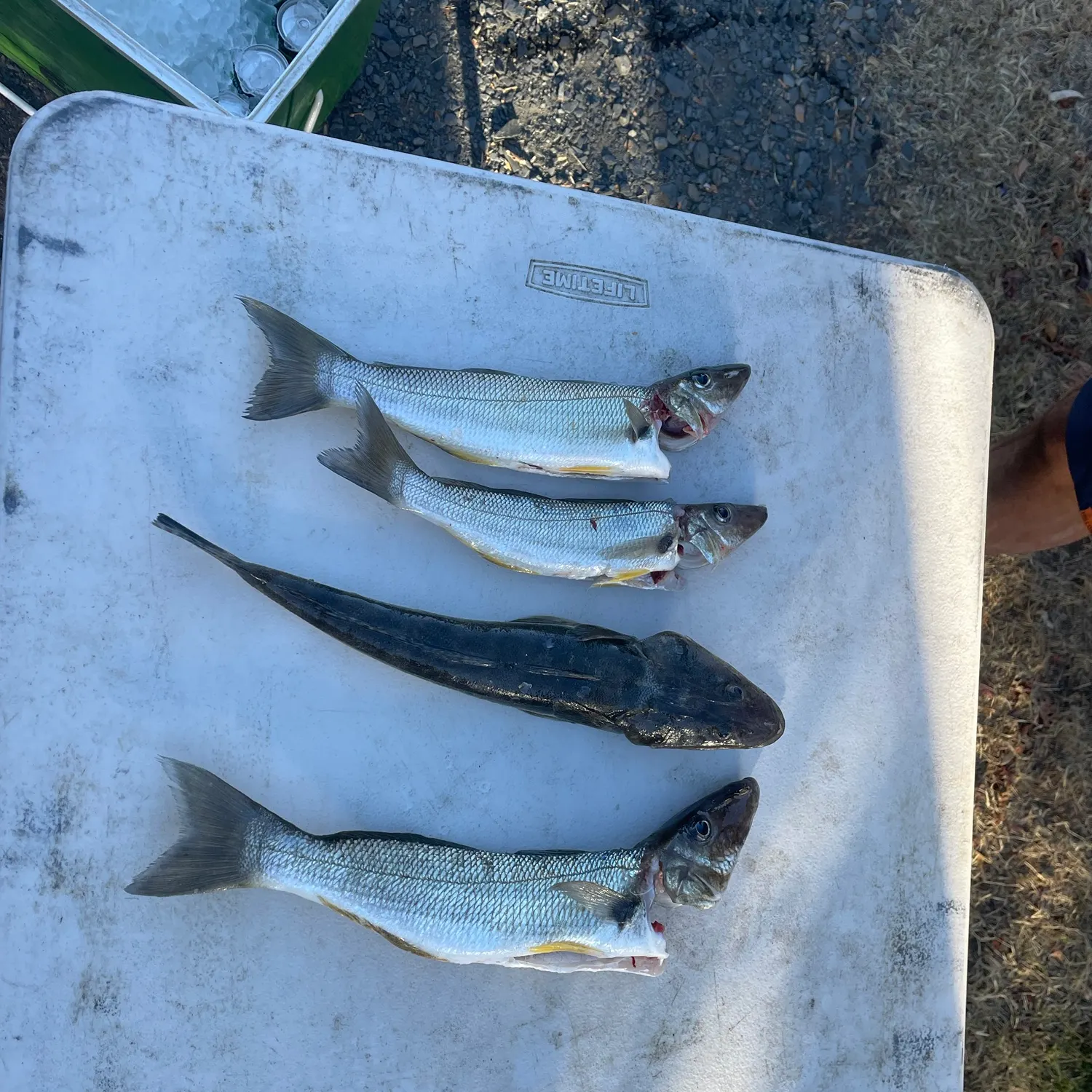 recently logged catches