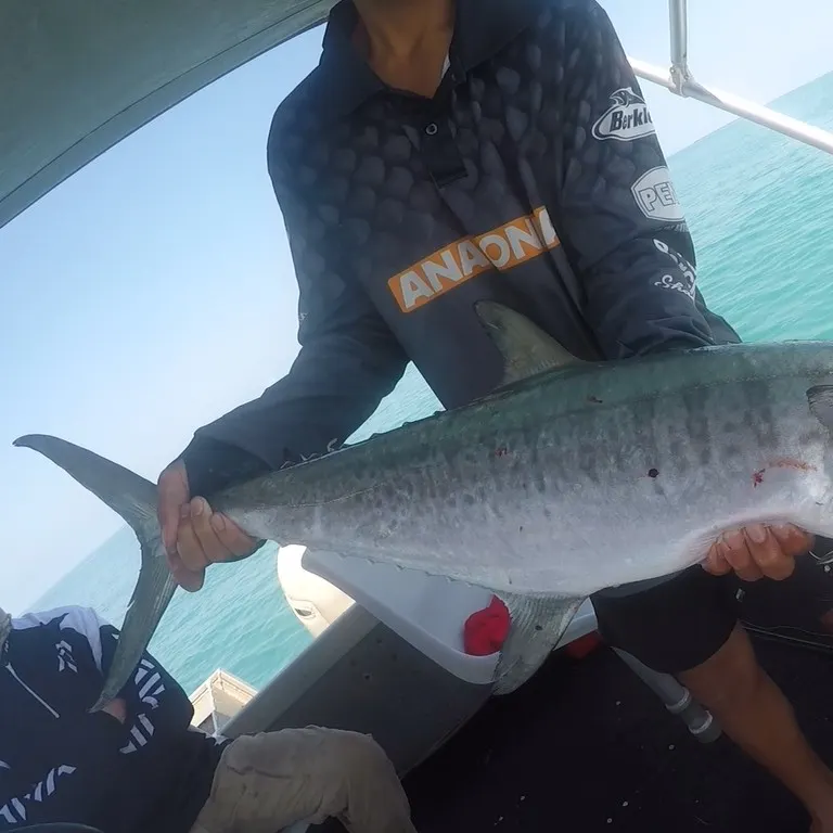 Broadbarred king mackerel caught on Fishbrain