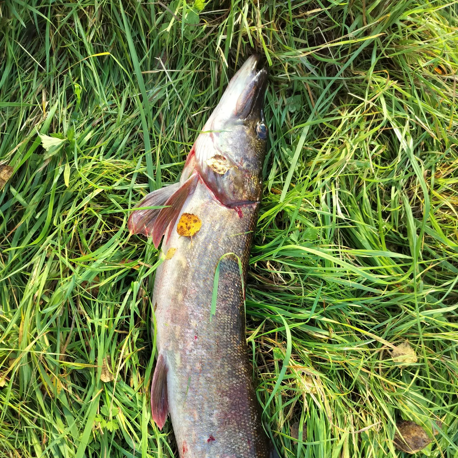 Northern pike caught on Fishbrain