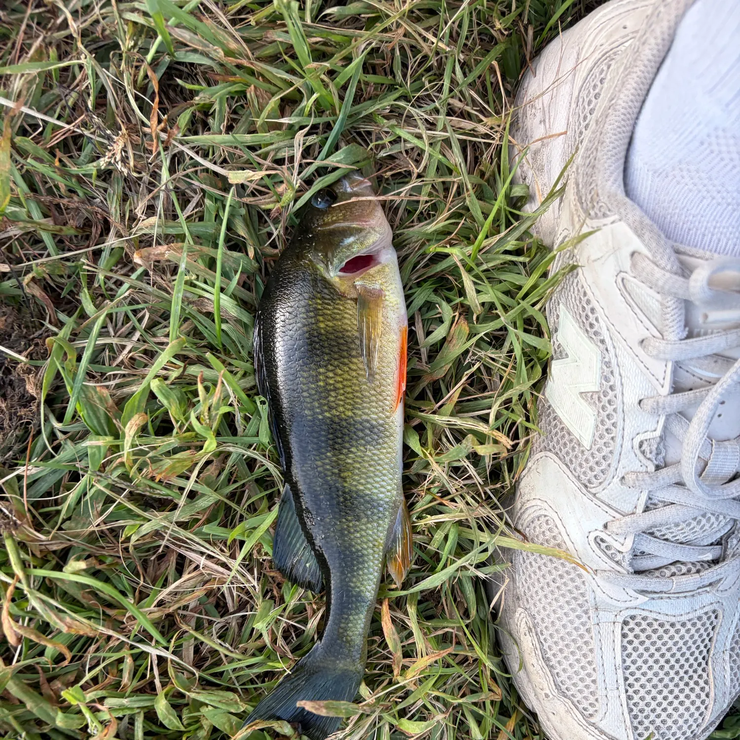 Yellow perch caught on Fishbrain