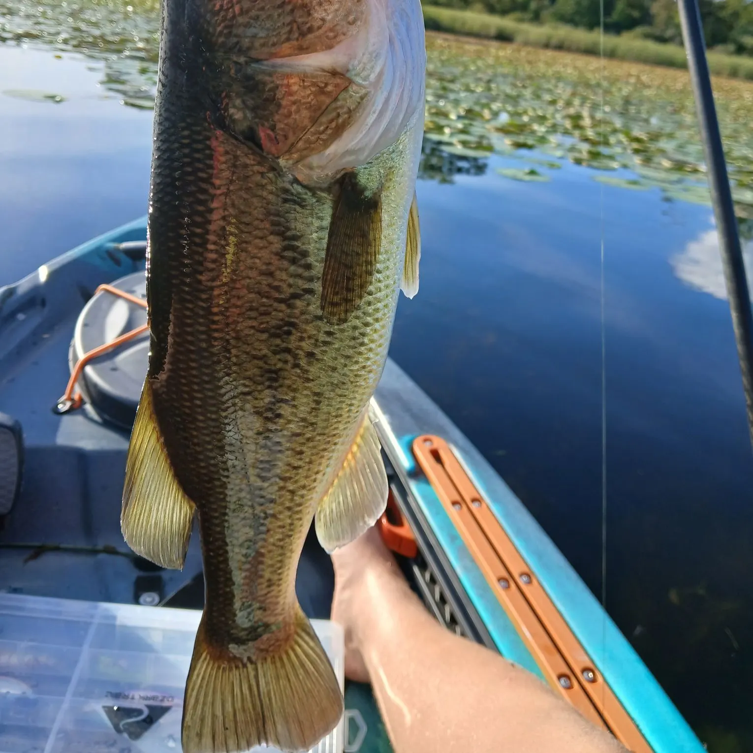 Largemouth bass caught on Fishbrain
