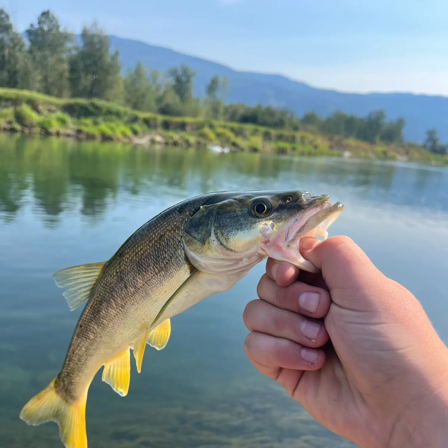 Northern pikeminnow caught on Fishbrain