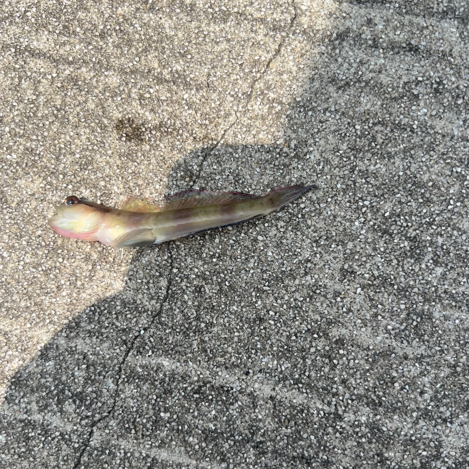 Fish caught on Fishbrain