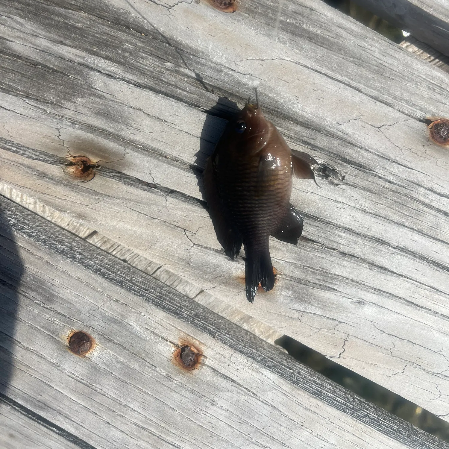 The most recent Dusky damselfish catches on Fishbrain
