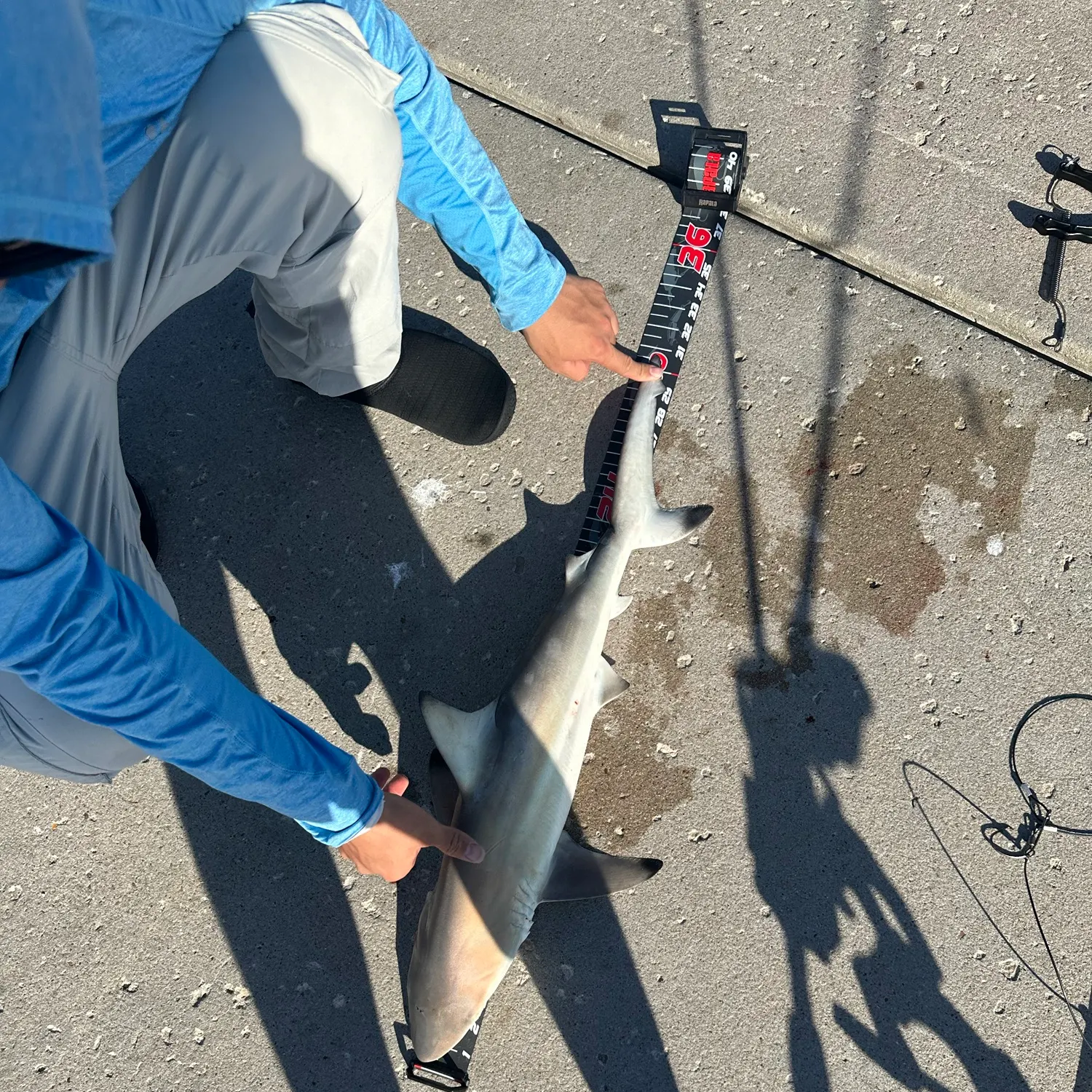 Blacktip shark caught on Fishbrain