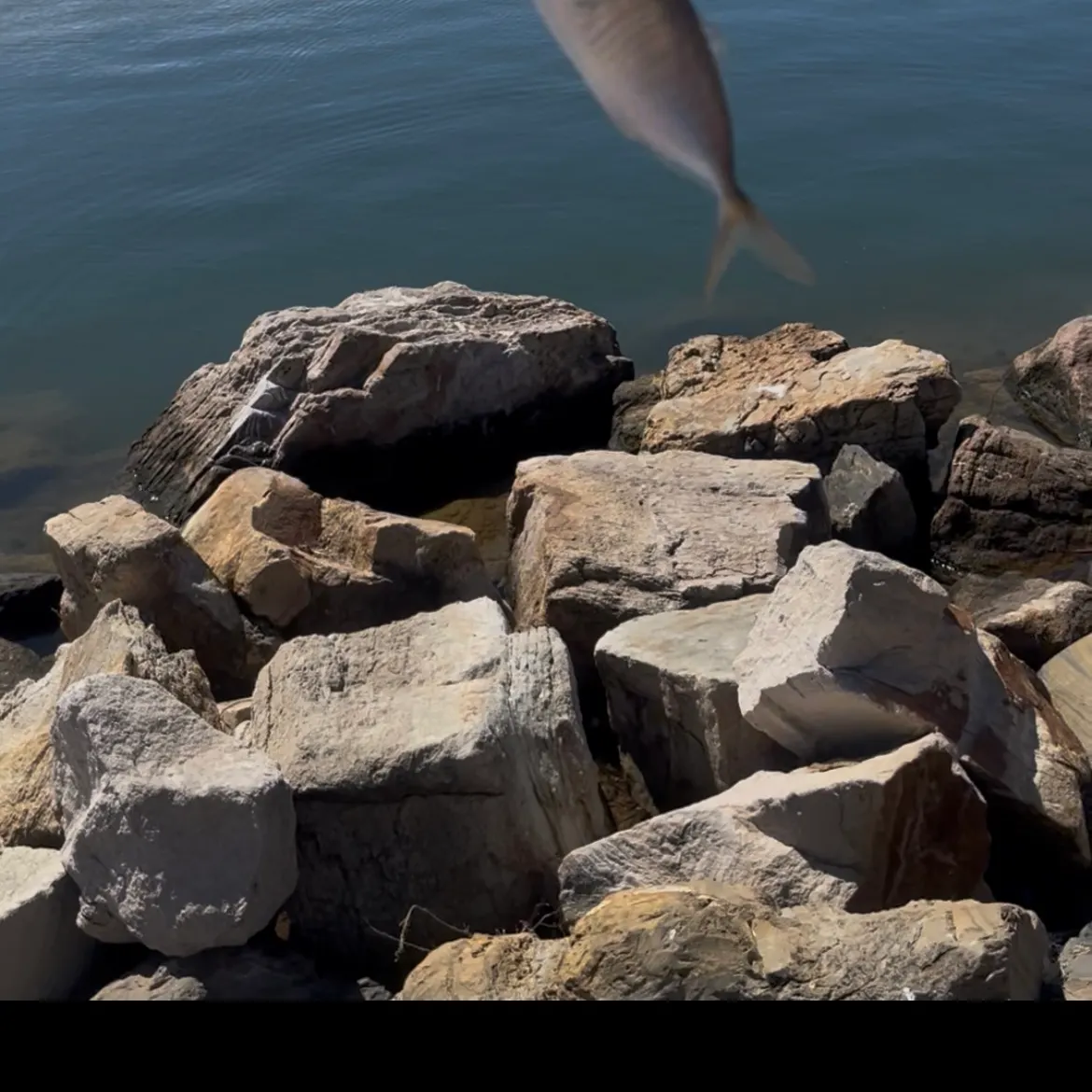 The most recent White trevally catches on Fishbrain