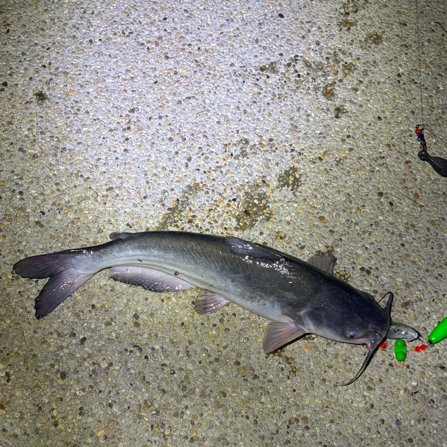 Blue catfish caught on Fishbrain