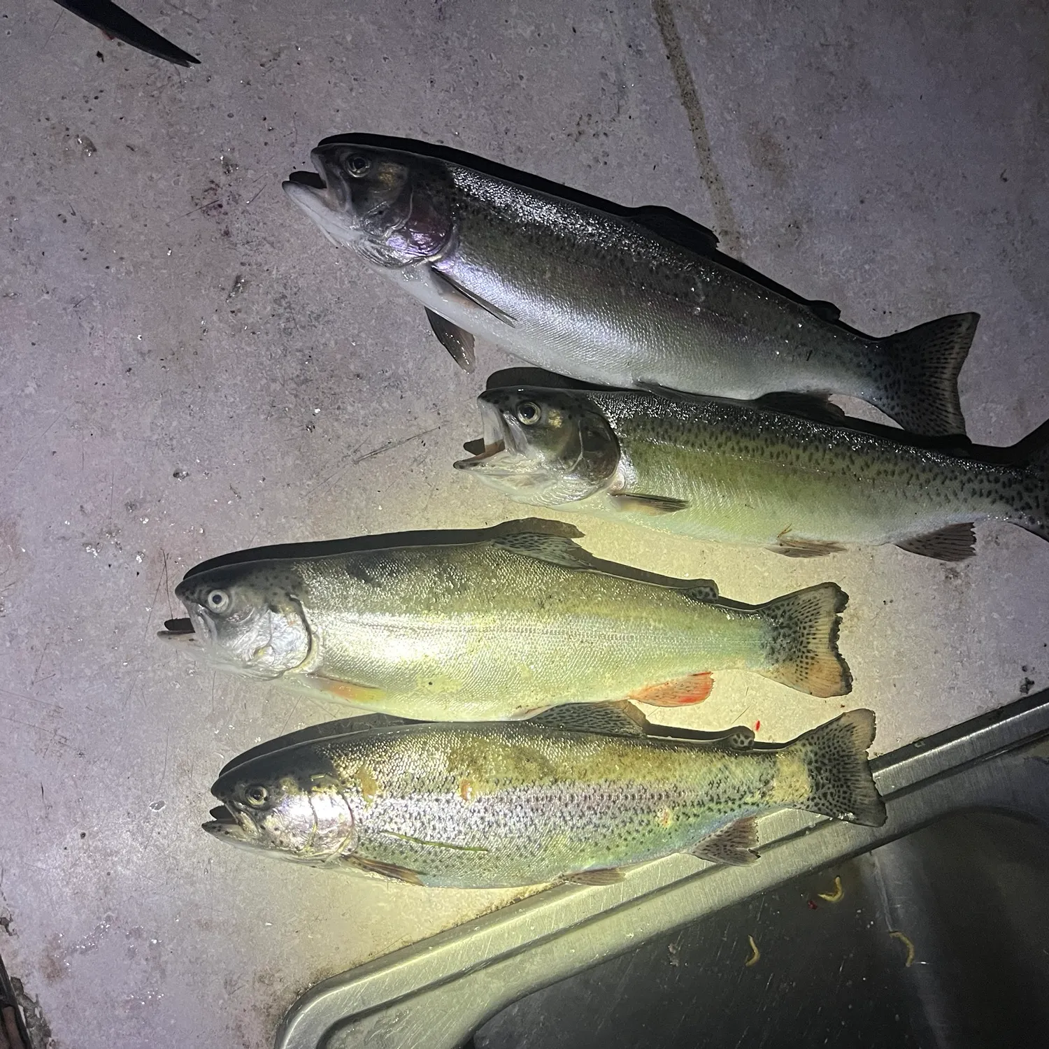 recently logged catches