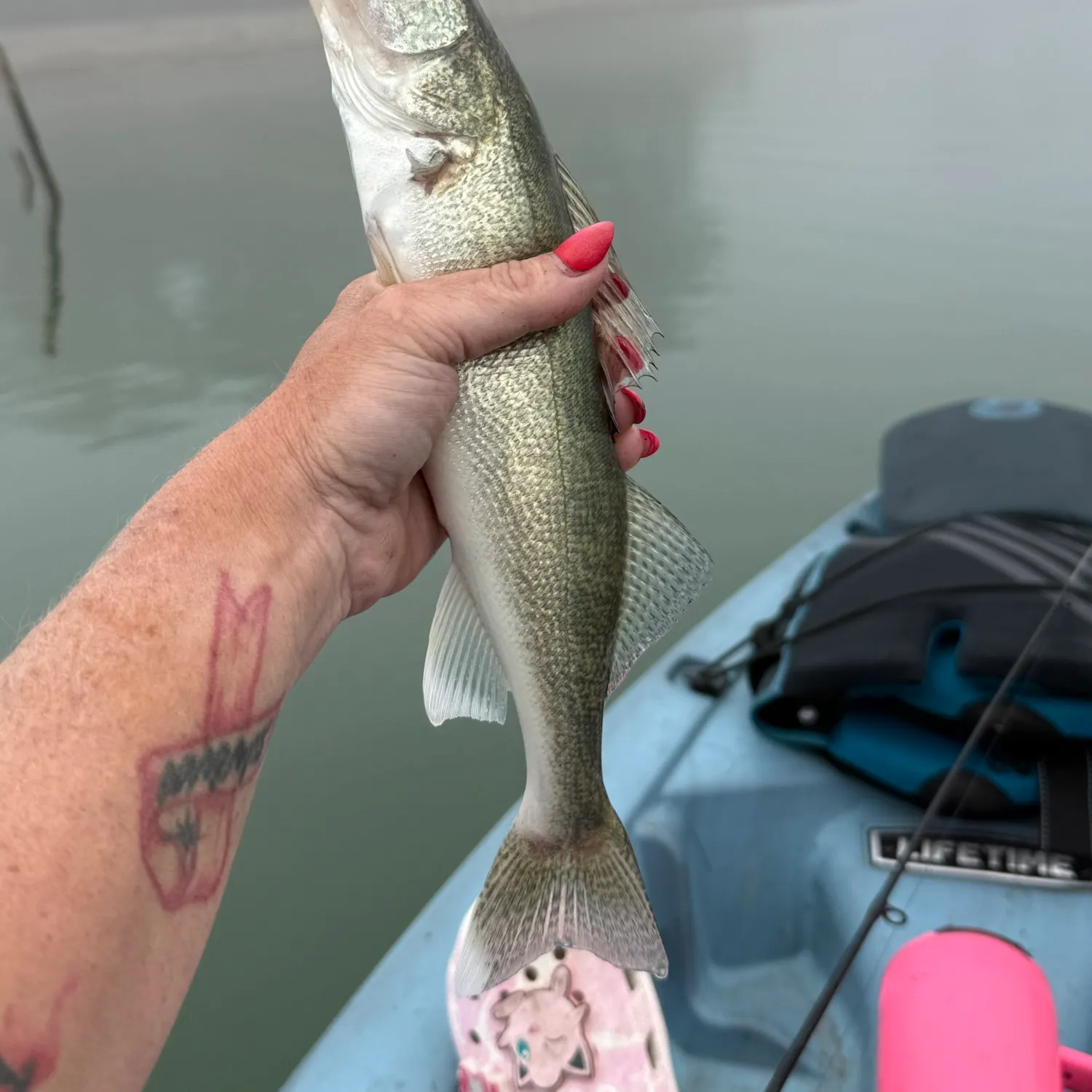 Walleye caught on Fishbrain
