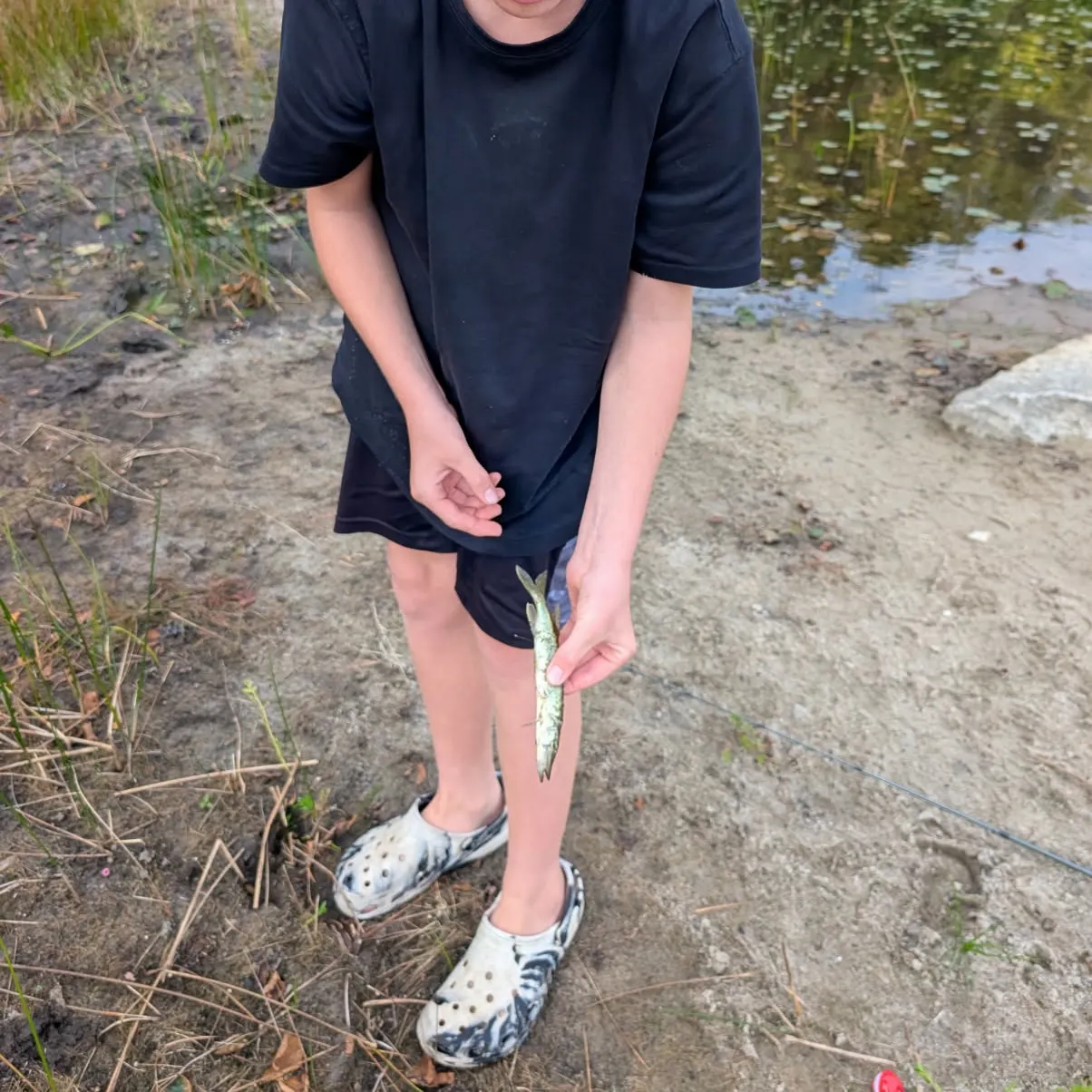 Chain pickerel caught on Fishbrain