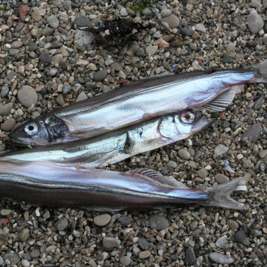 The most recent Capelin catches on Fishbrain