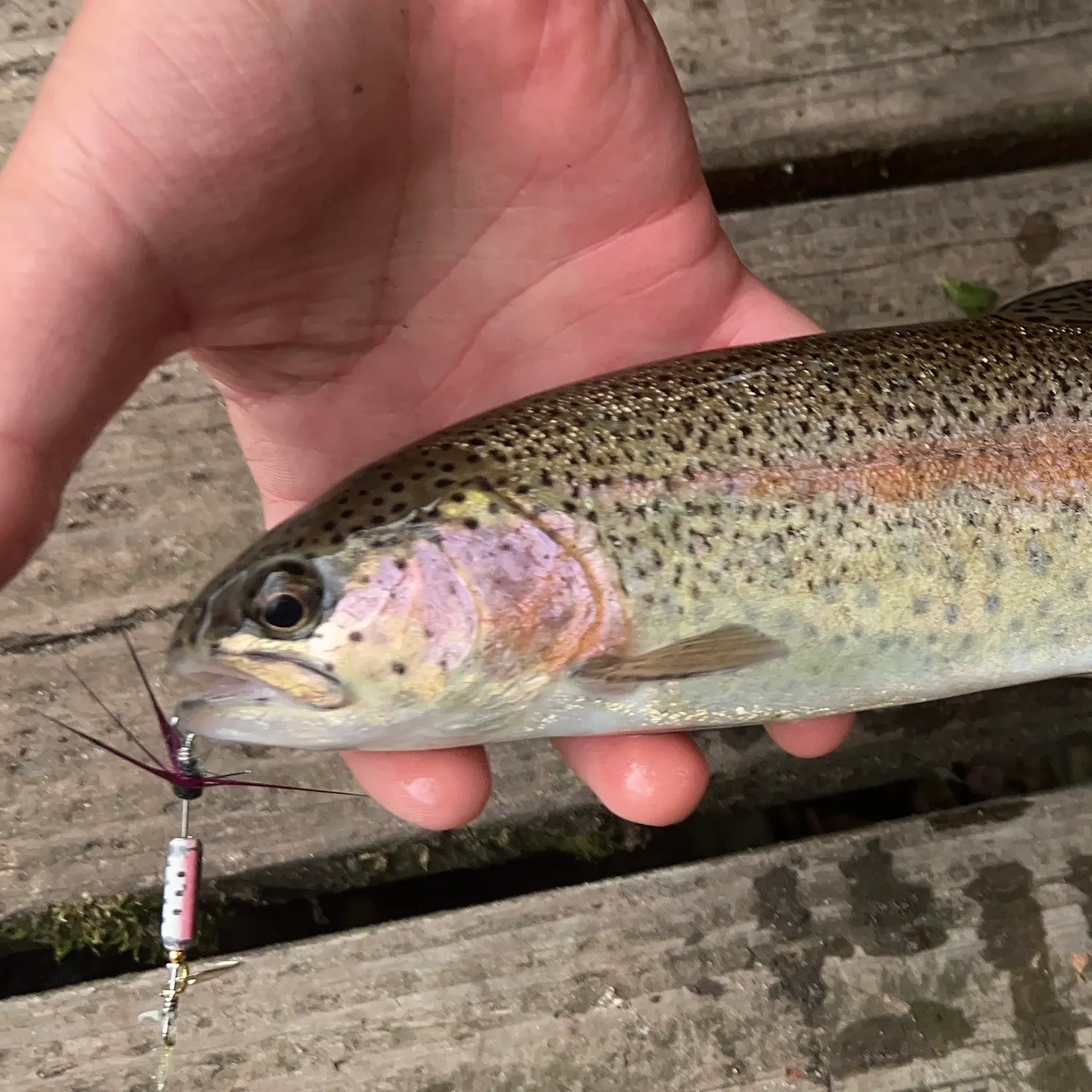 recently logged catches