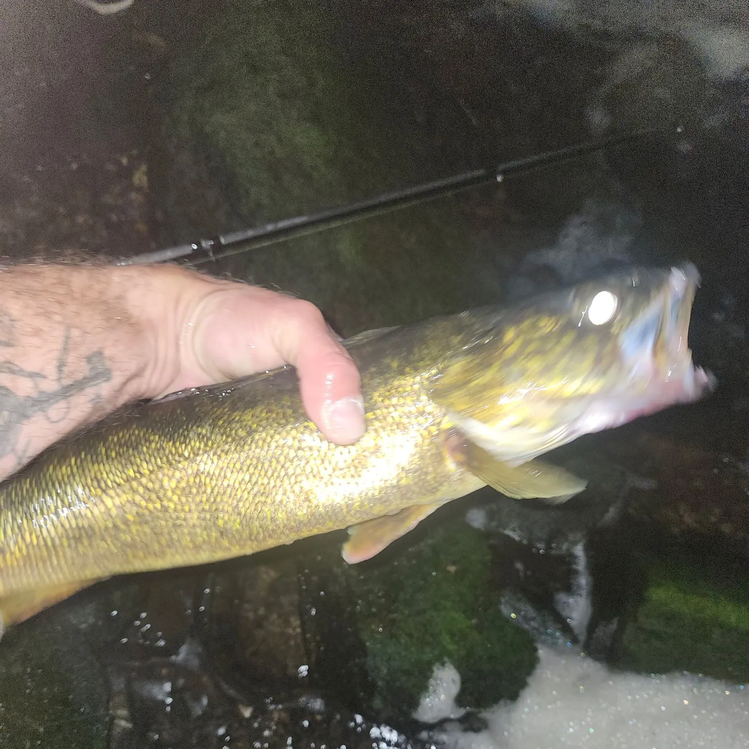 Walleye caught on Fishbrain