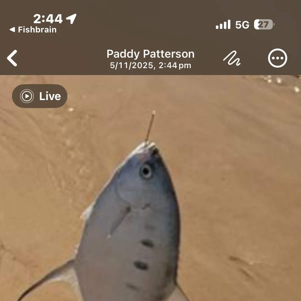 The most recent Largespotted dart catches on Fishbrain