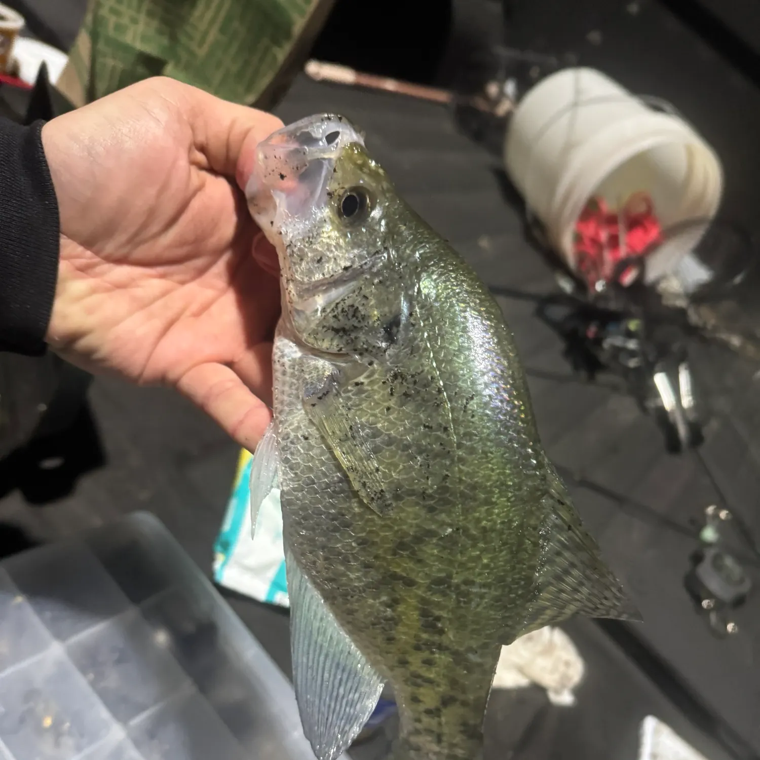 White crappie caught on Fishbrain