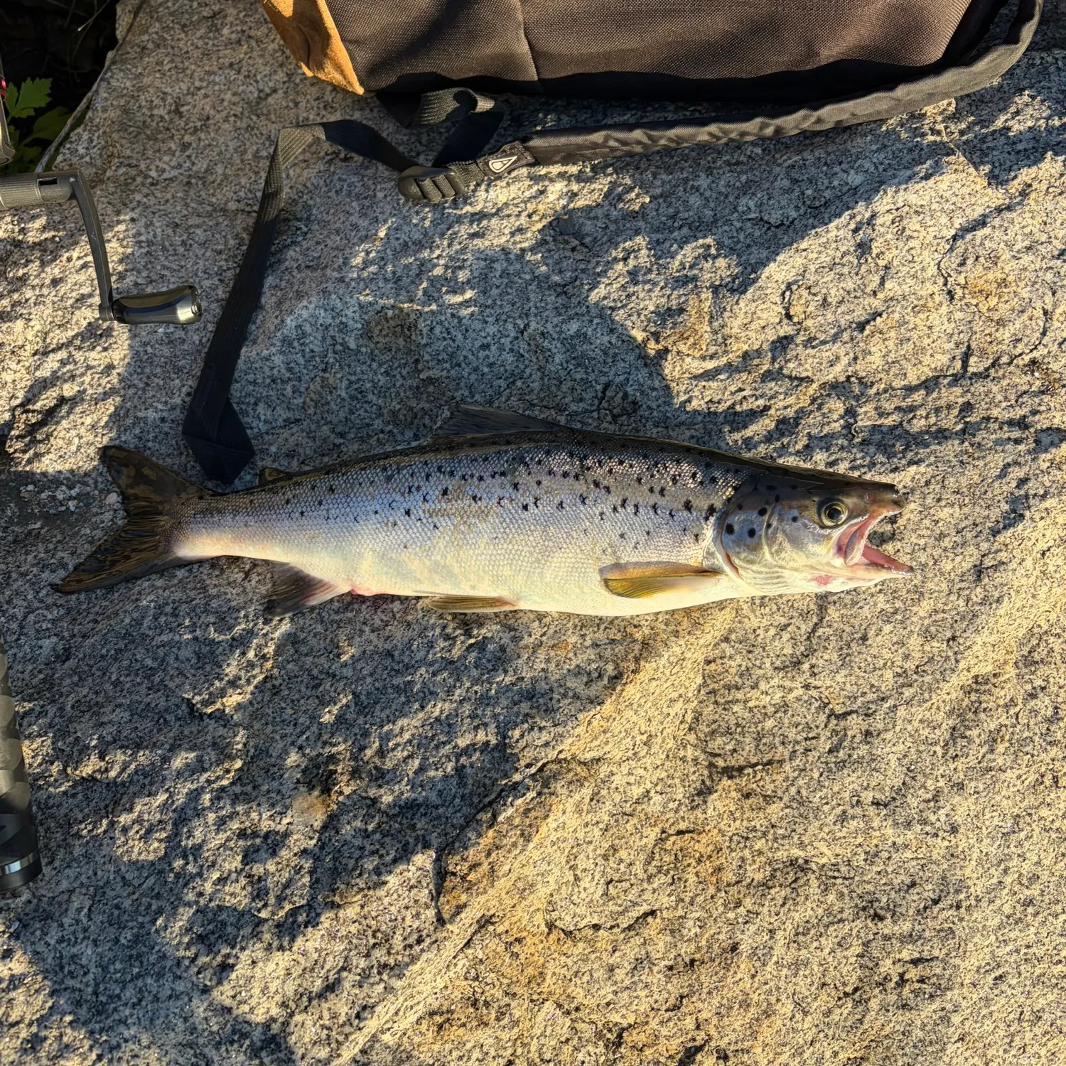 Landlocked atlantic salmon caught on Fishbrain