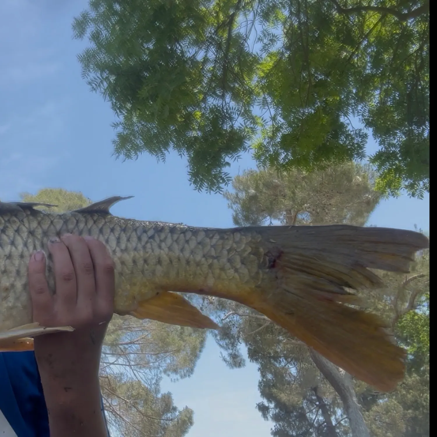most liked catch image