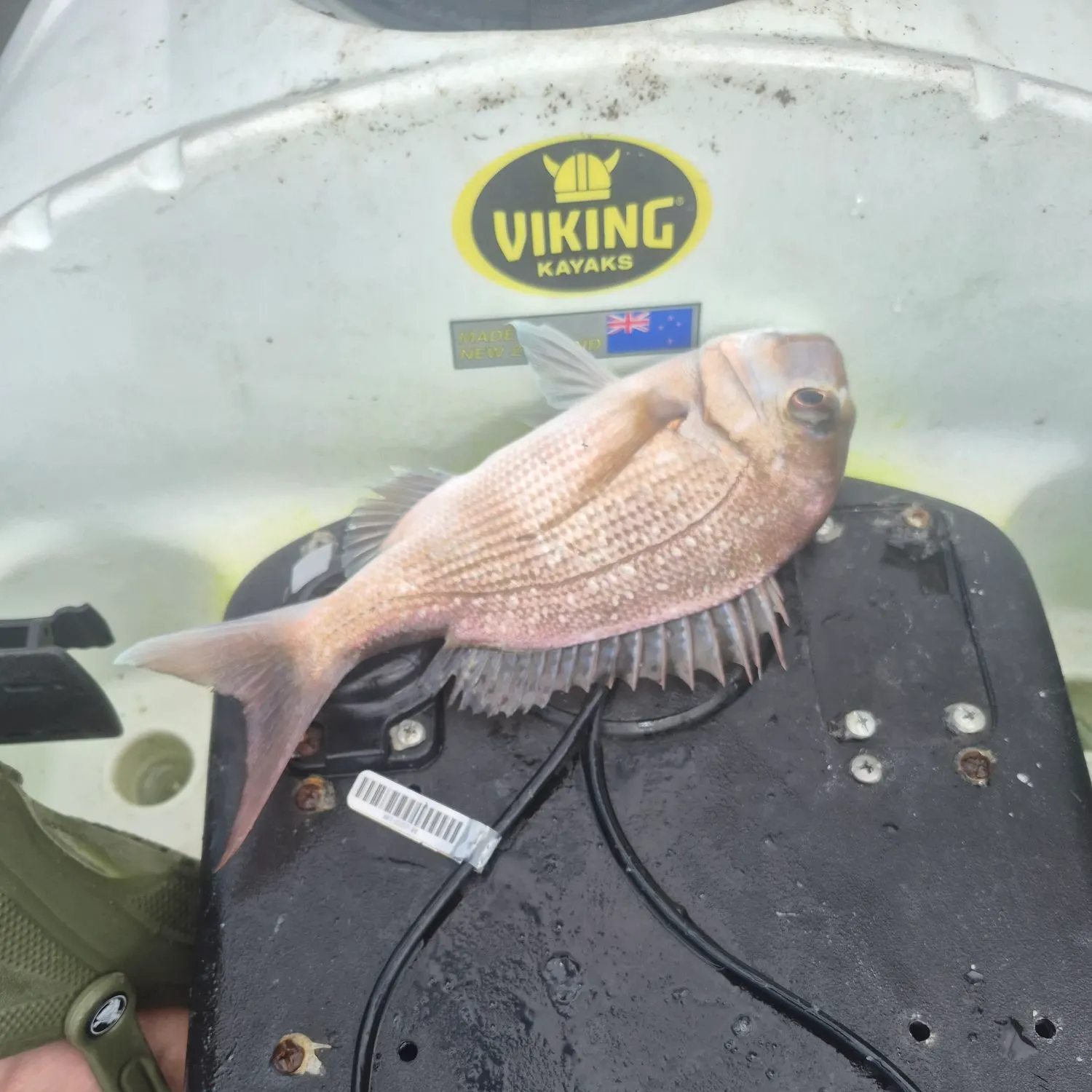 Fish caught on Fishbrain